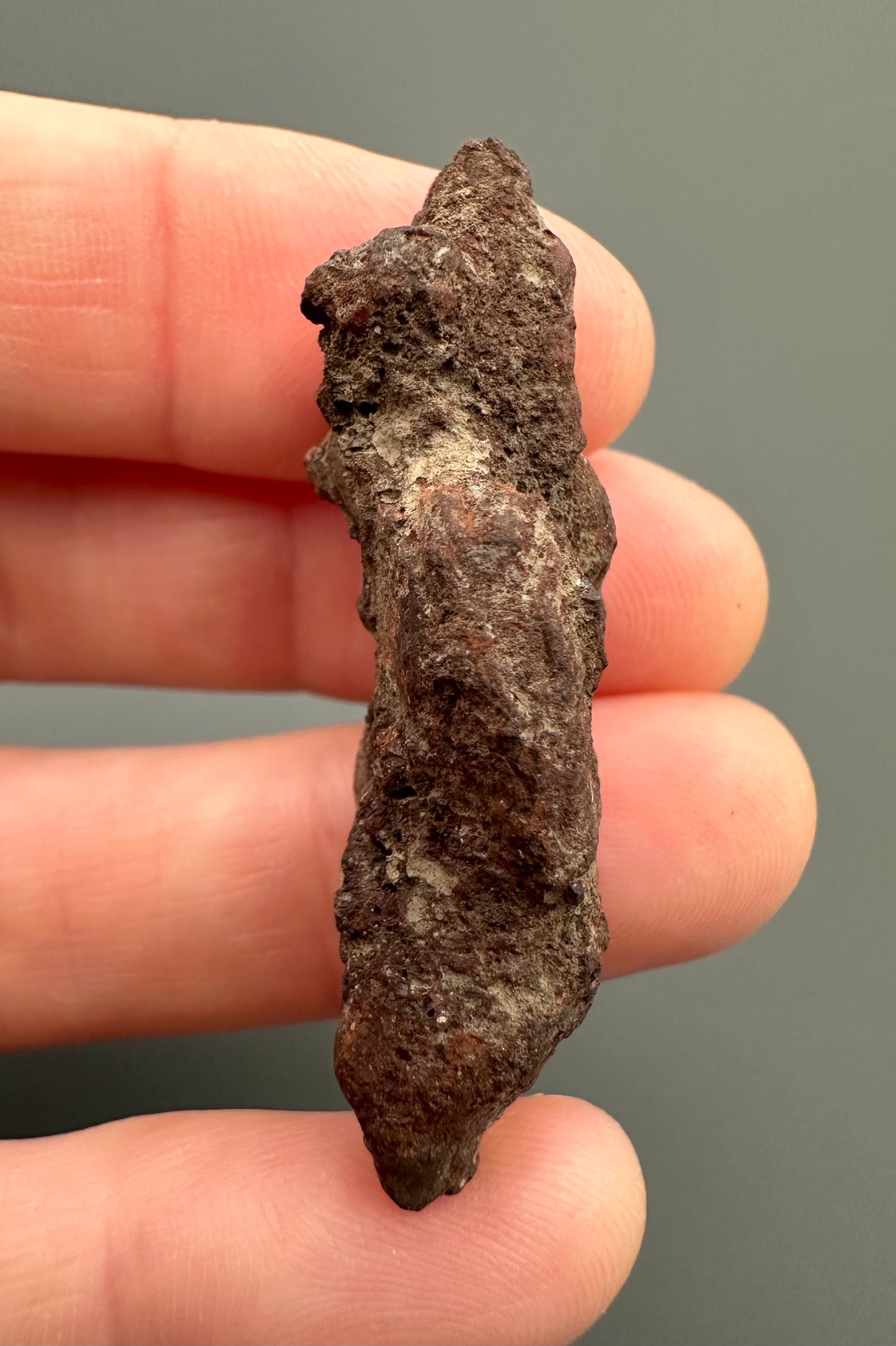 Coprolite - Marovato, - Madagascar - FH008