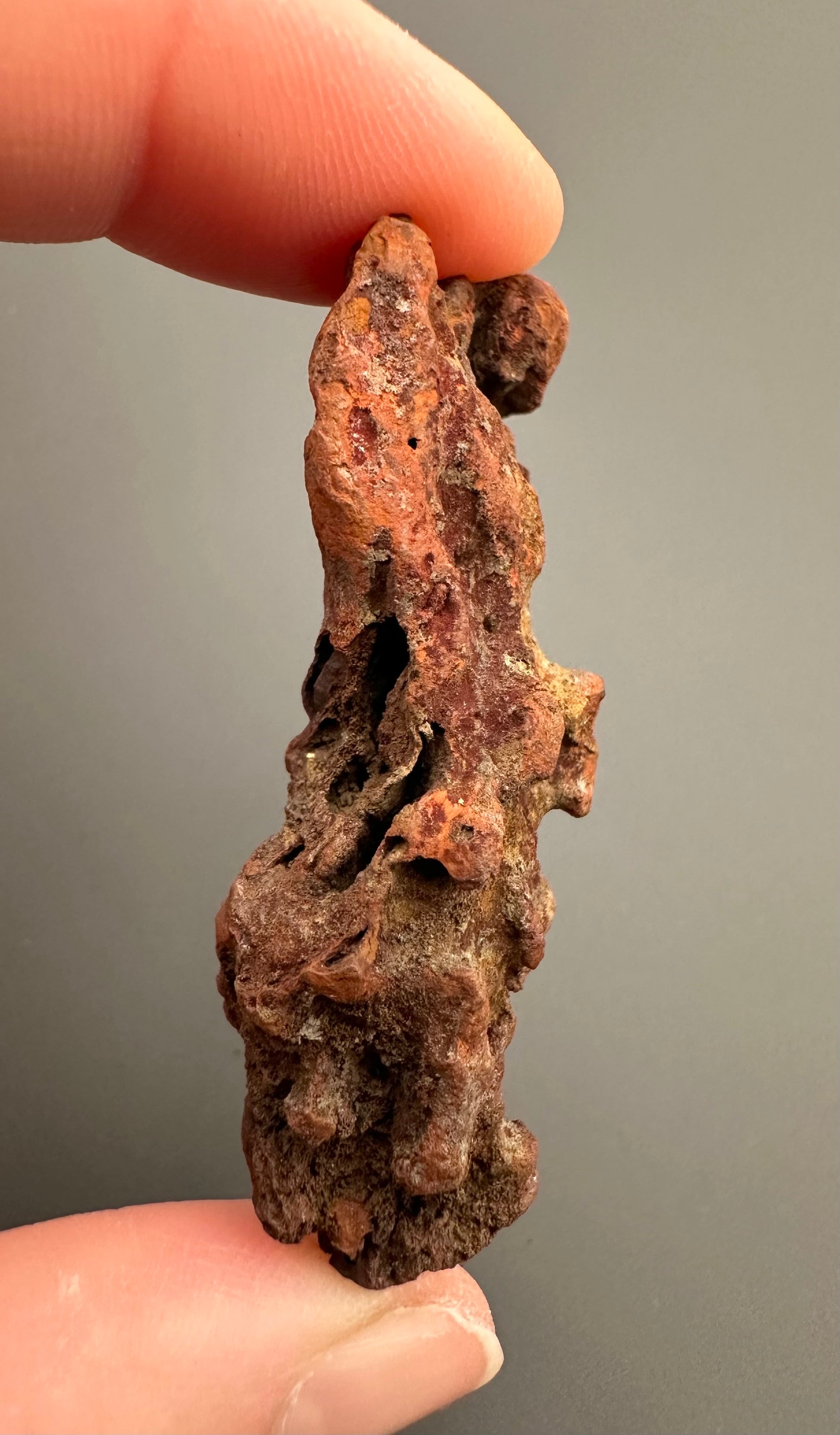 Coprolite - Marovato, - Madagascar - FH012