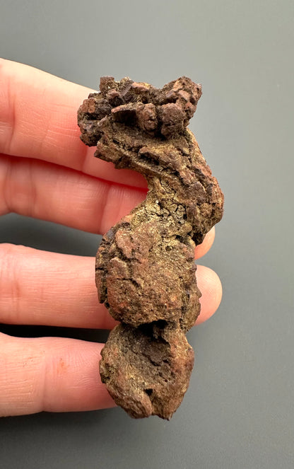 Coprolite - Marovato, - Madagascar - FH014