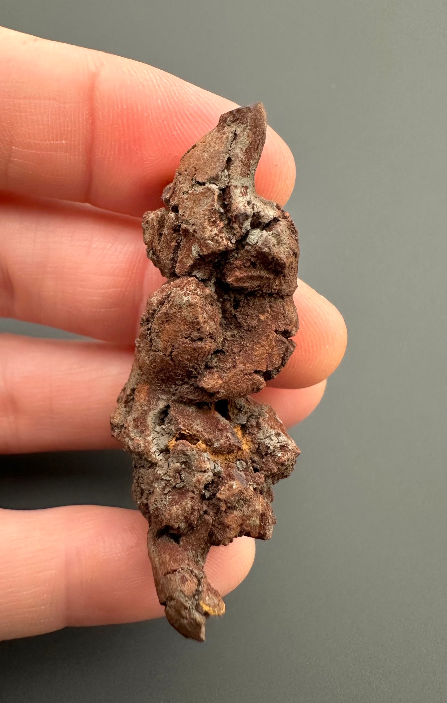 Coprolite - Marovato, - Madagascar - FH015