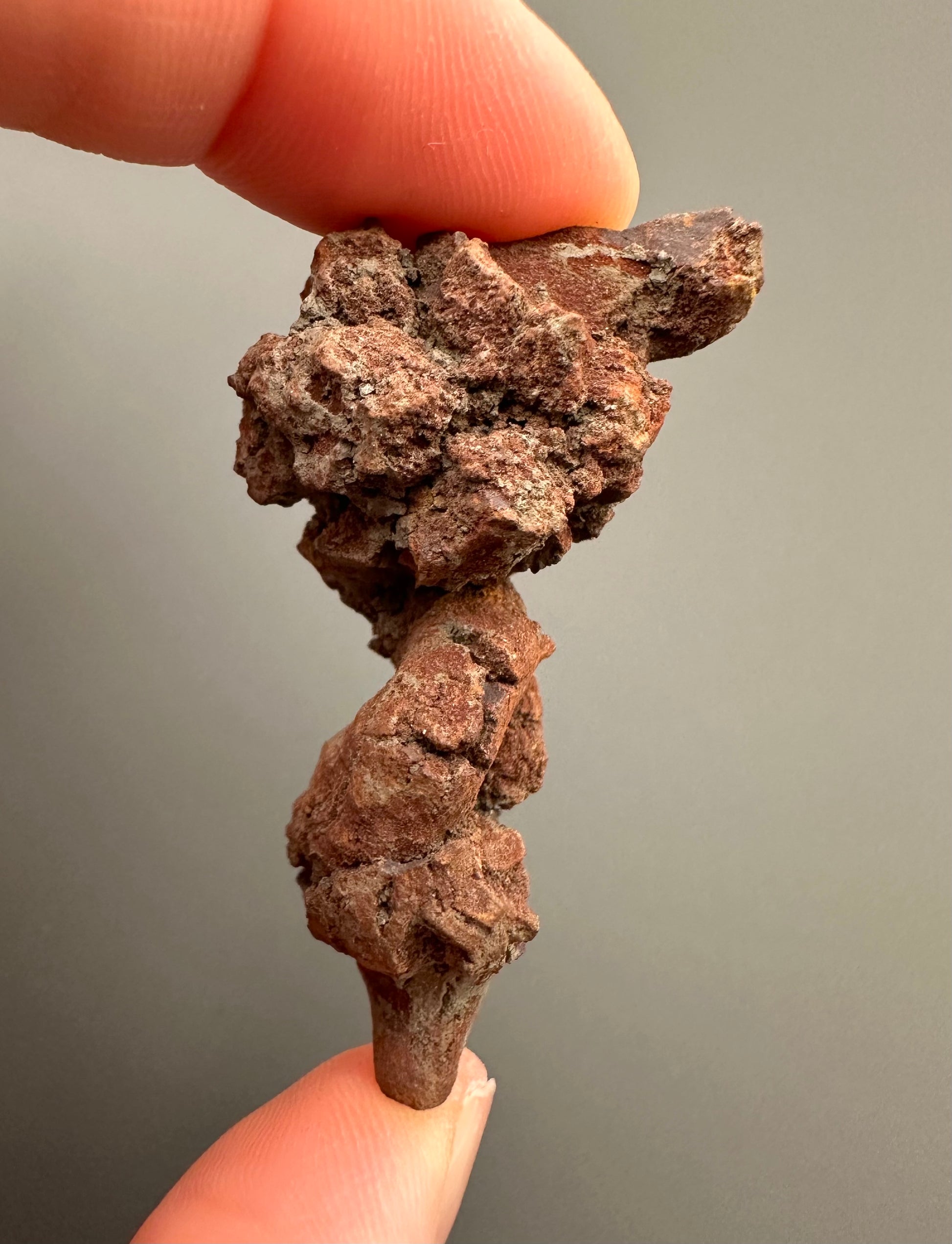 Coprolite - Marovato, - Madagascar - FH015