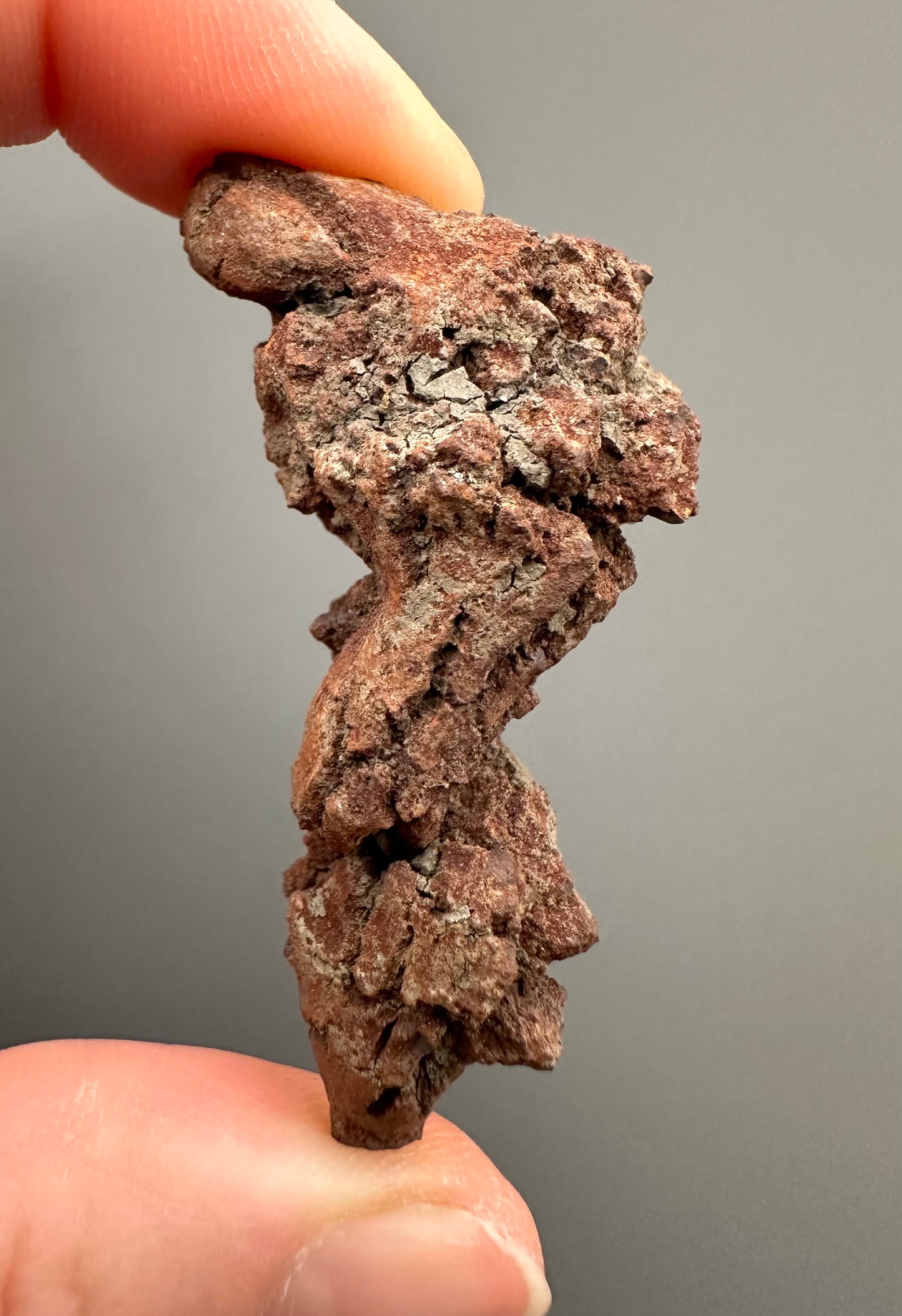 Coprolite - Marovato, - Madagascar - FH015