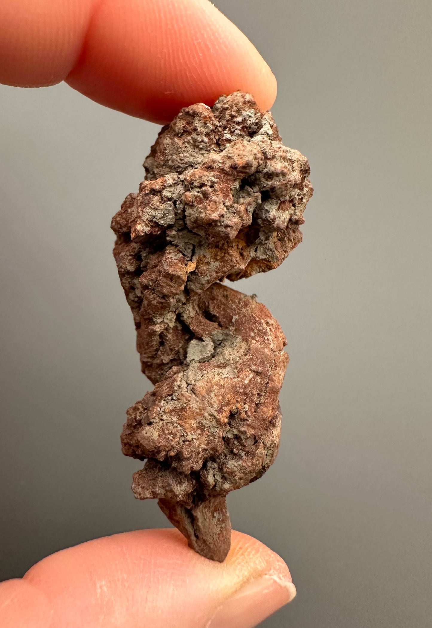 Coprolite - Marovato, - Madagascar - FH015