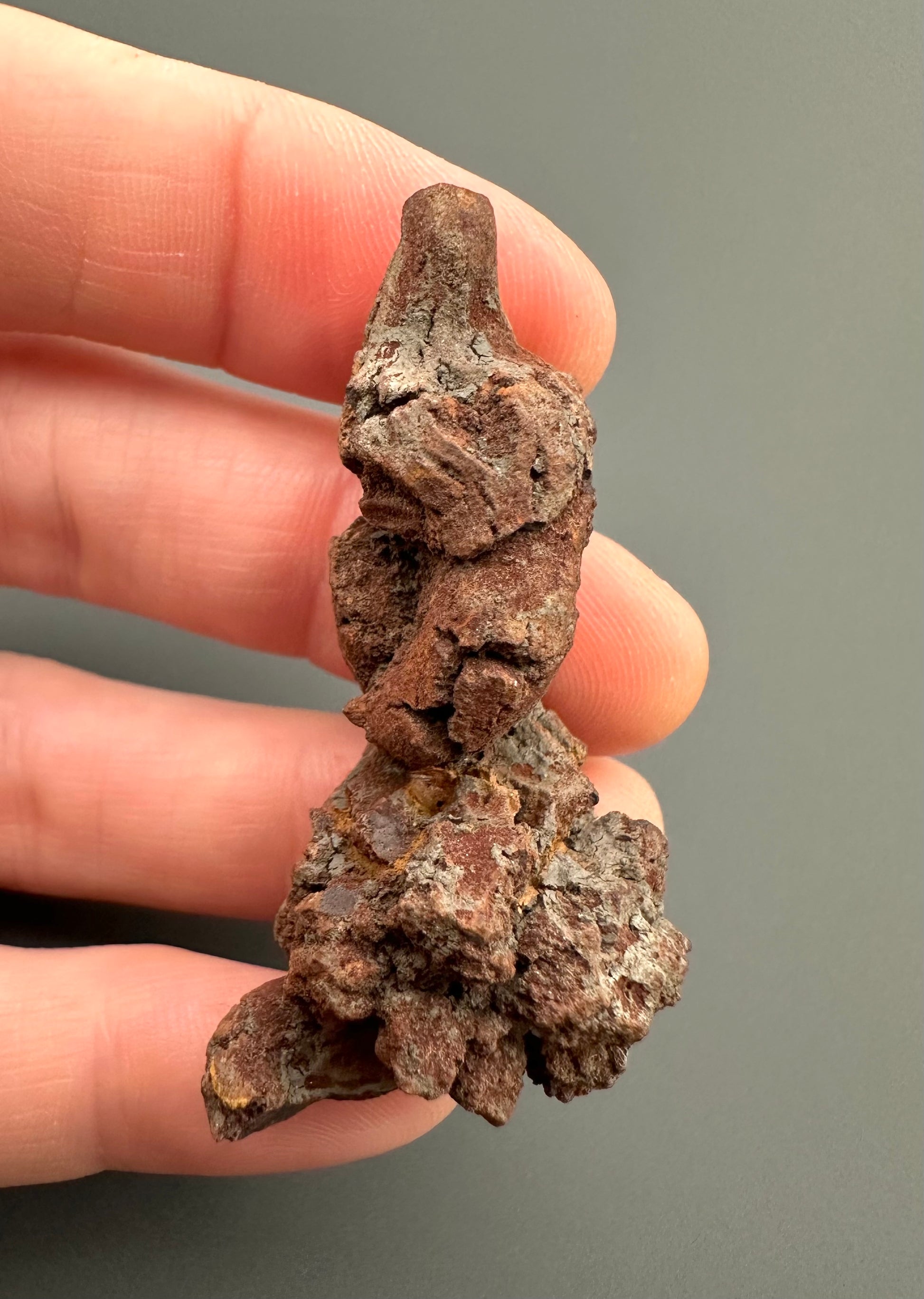 Coprolite - Marovato, - Madagascar - FH015