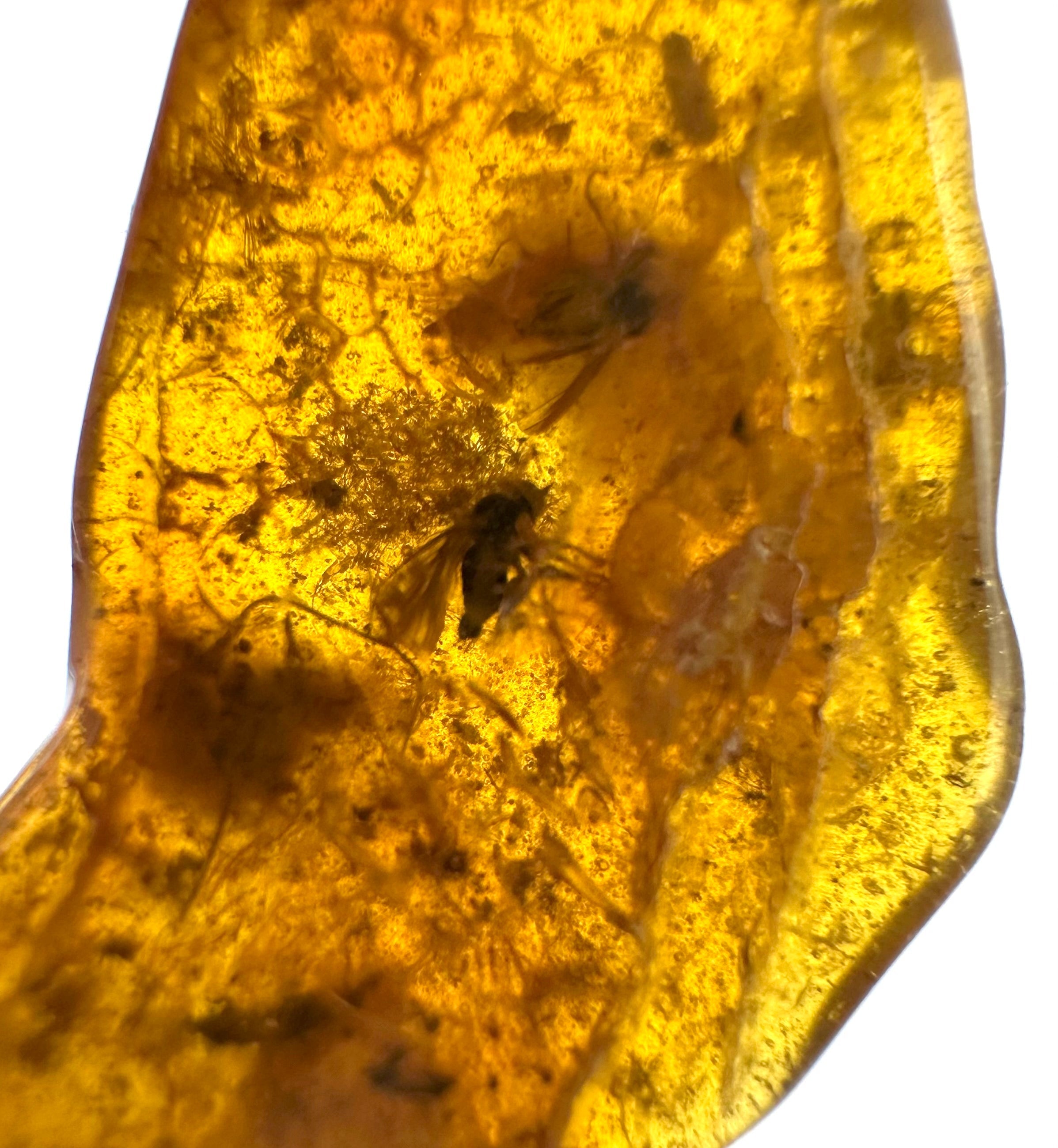 Insects in amber – Lithuania – 0,5g - IJ028