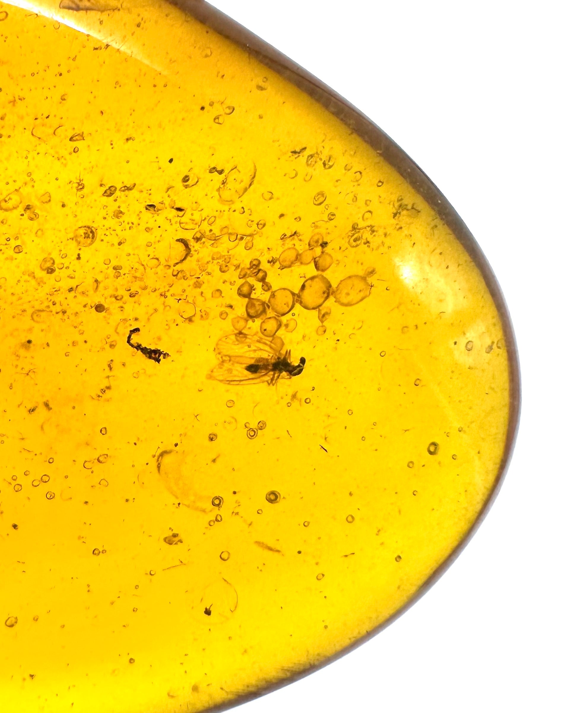 Insect in amber – Hukawng, Myanmar - IJ035