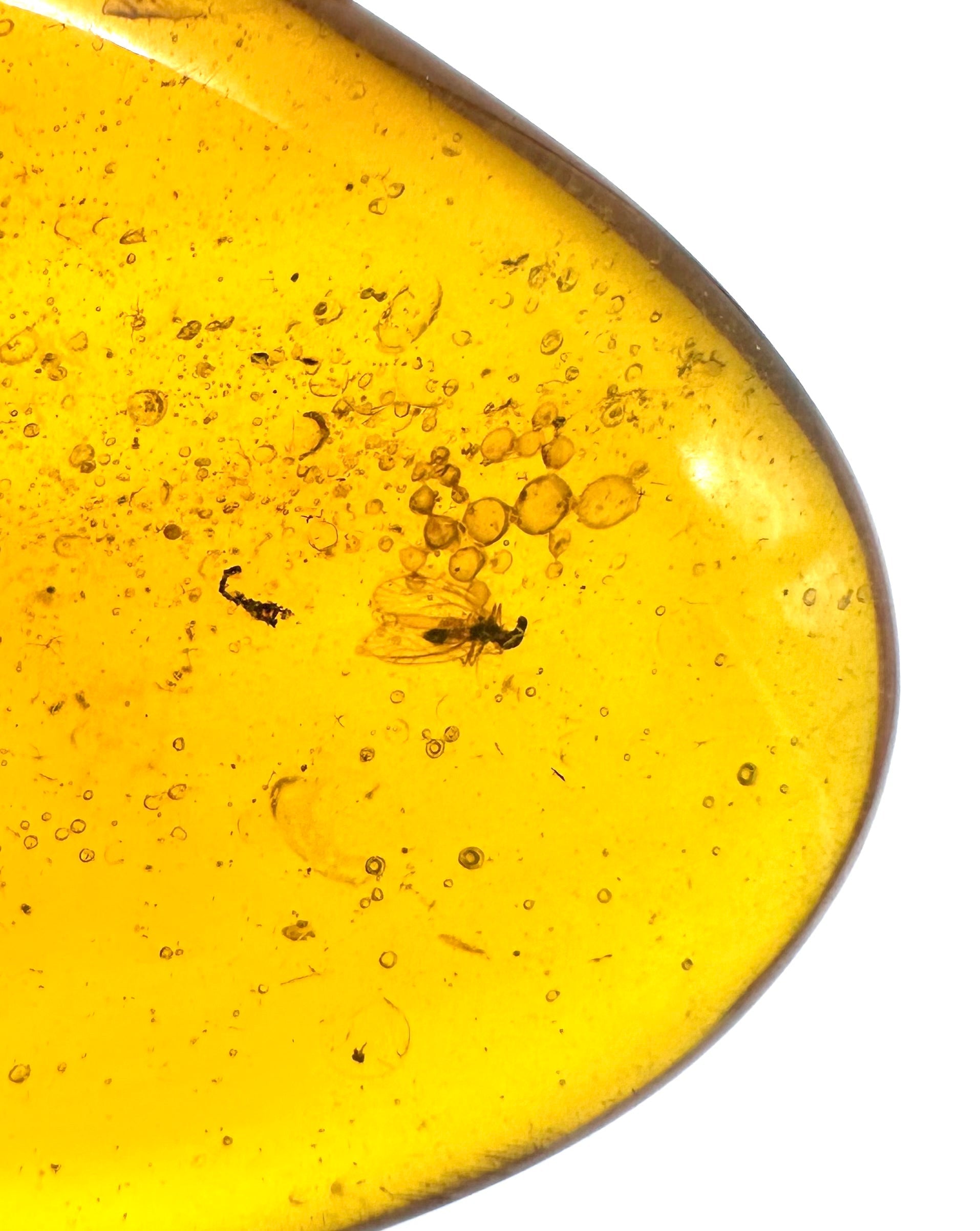 Insect in amber – Hukawng, Myanmar - IJ035