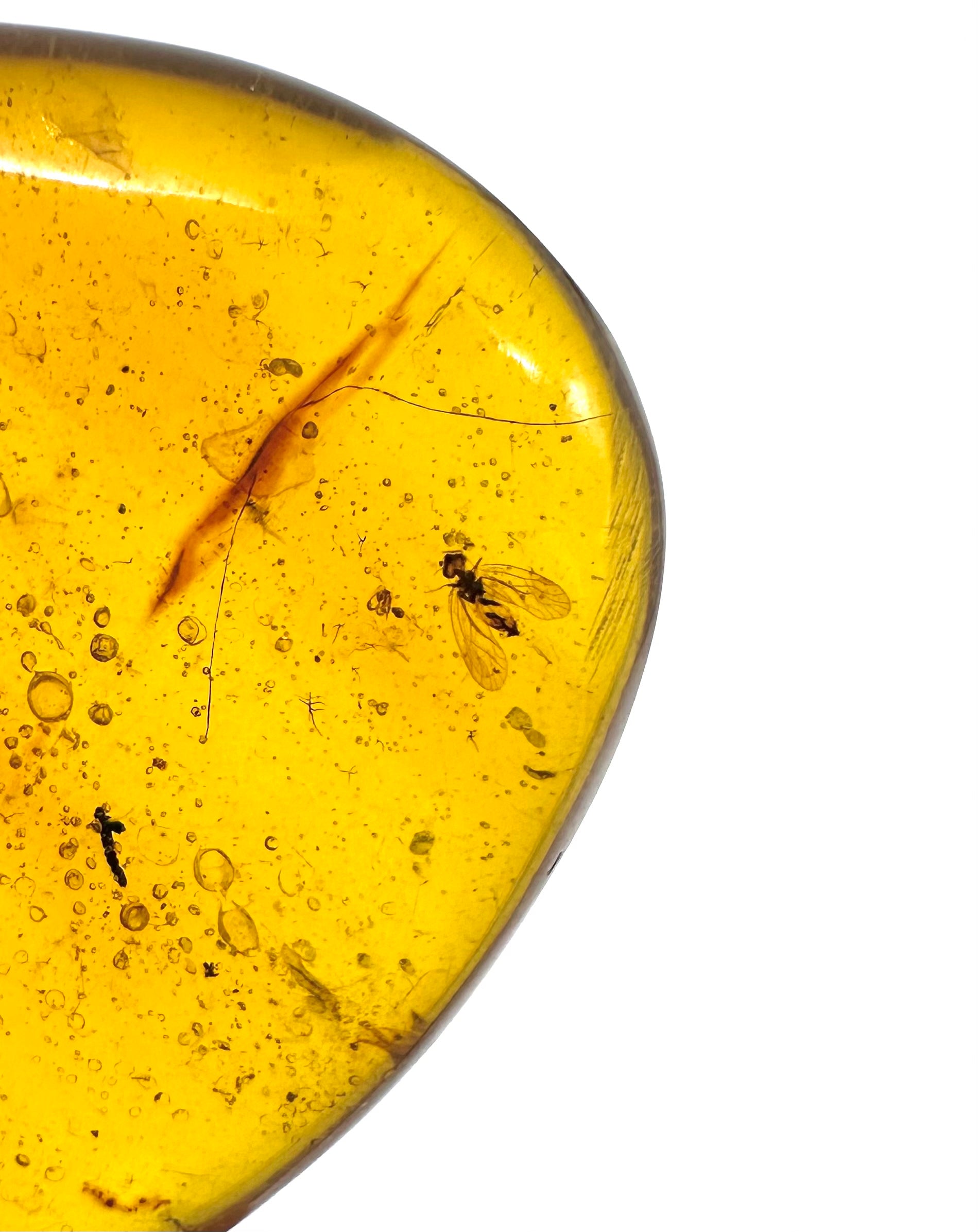 Insect in amber – Hukawng, Myanmar - IJ035