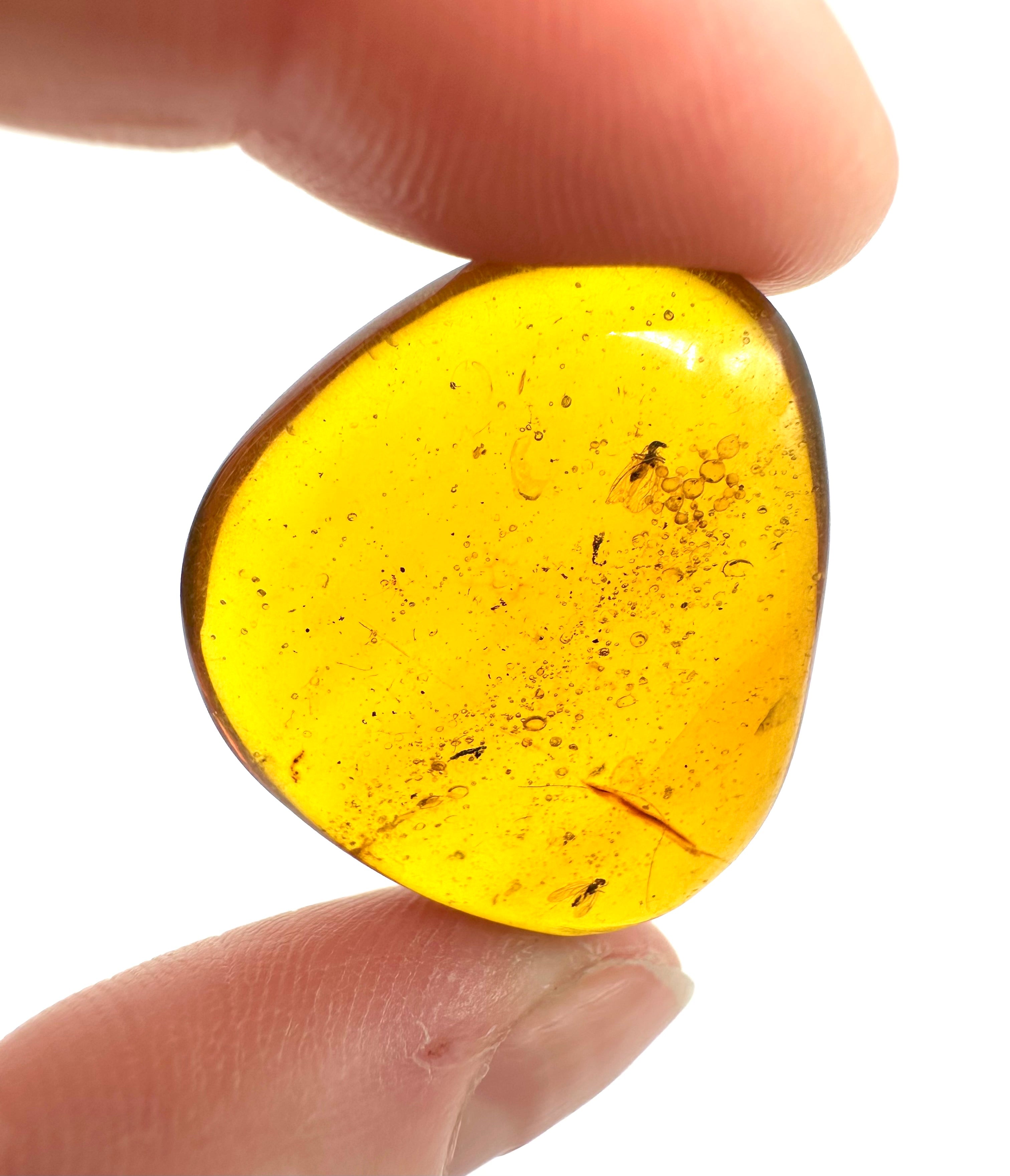 Insect in amber – Hukawng, Myanmar