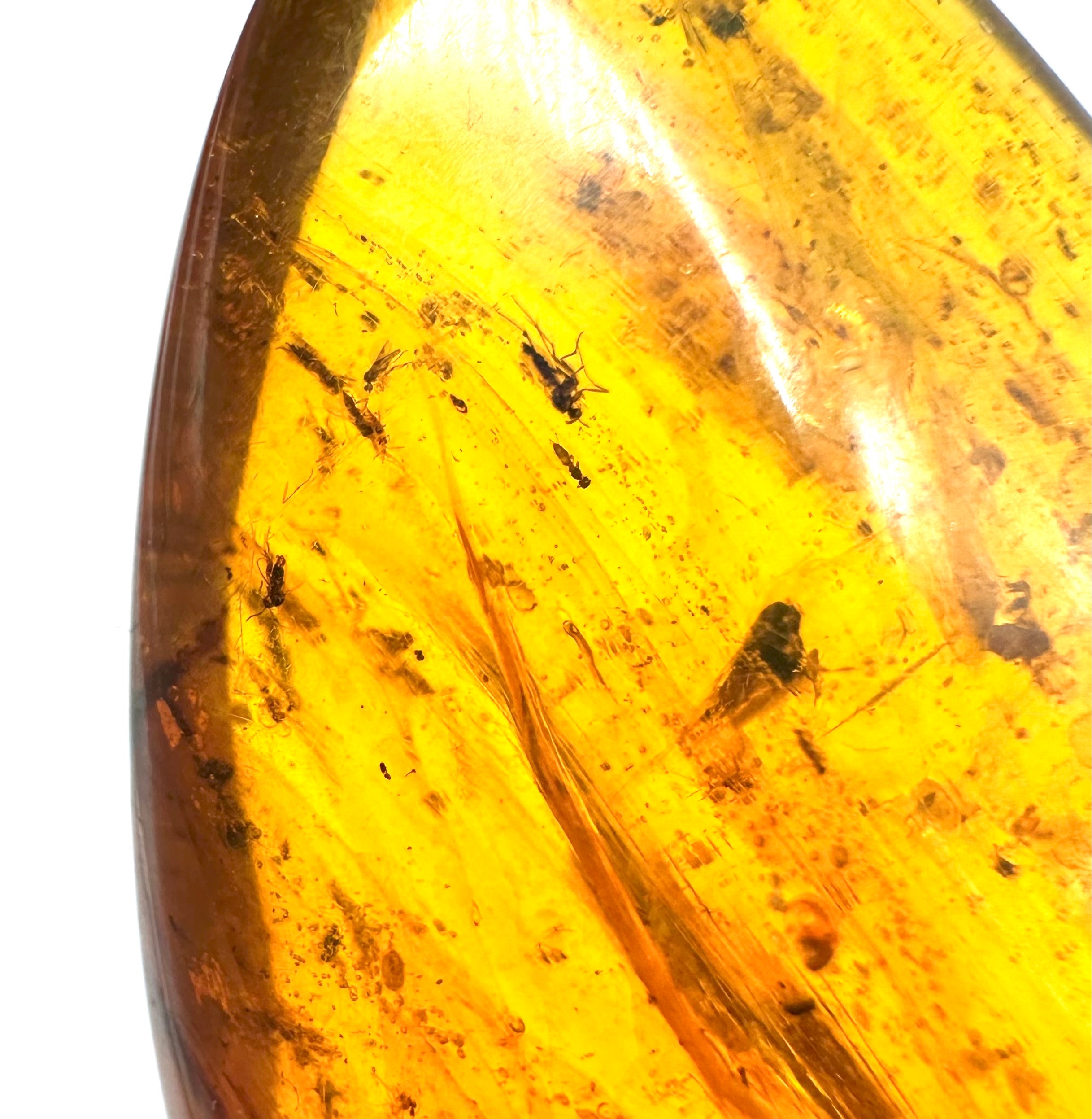 Insect in amber – Hukawng, Myanmar - IJ036