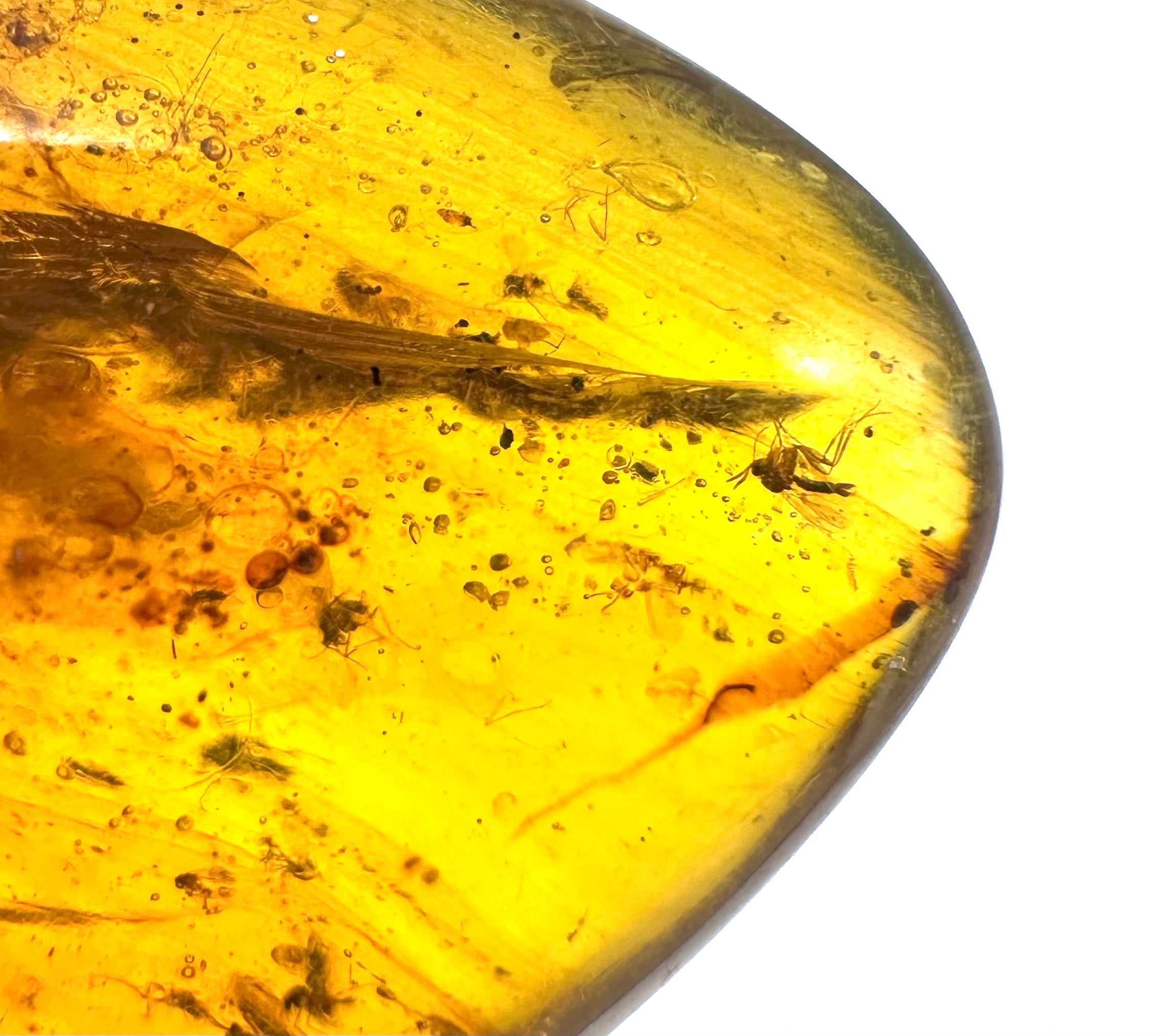 Insect in amber – Hukawng, Myanmar - IJ036