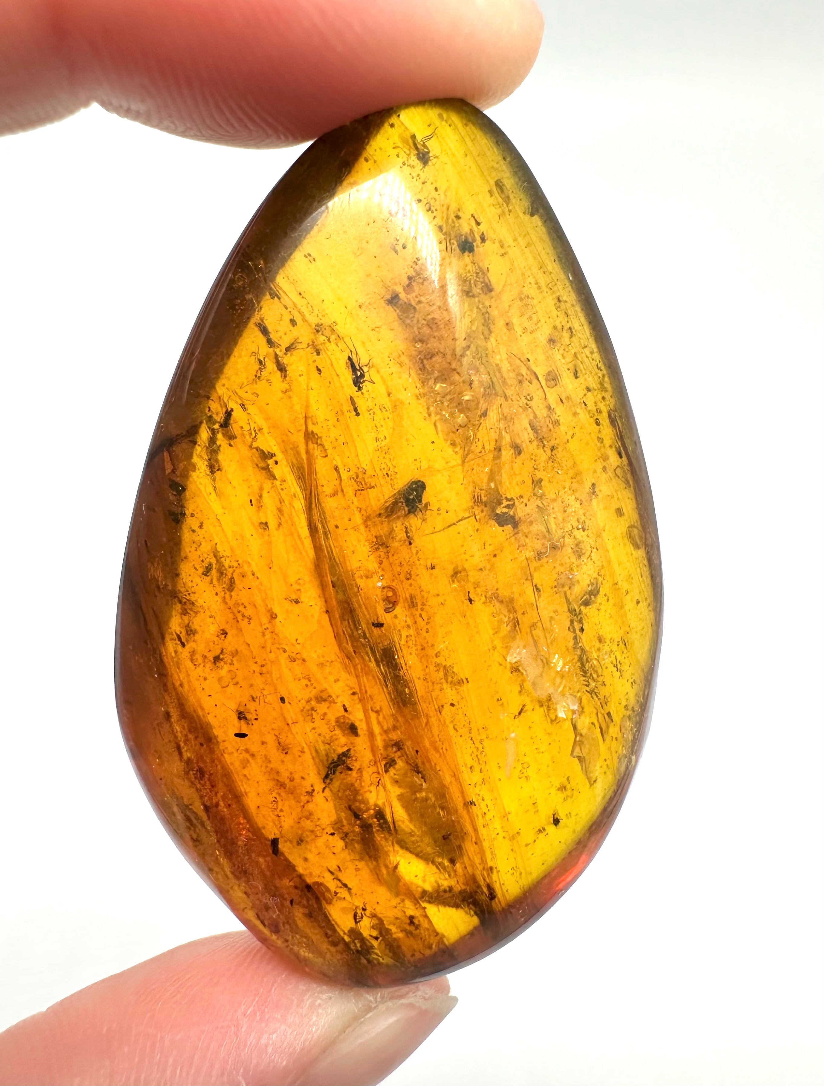Insect in amber – Hukawng, Myanmar