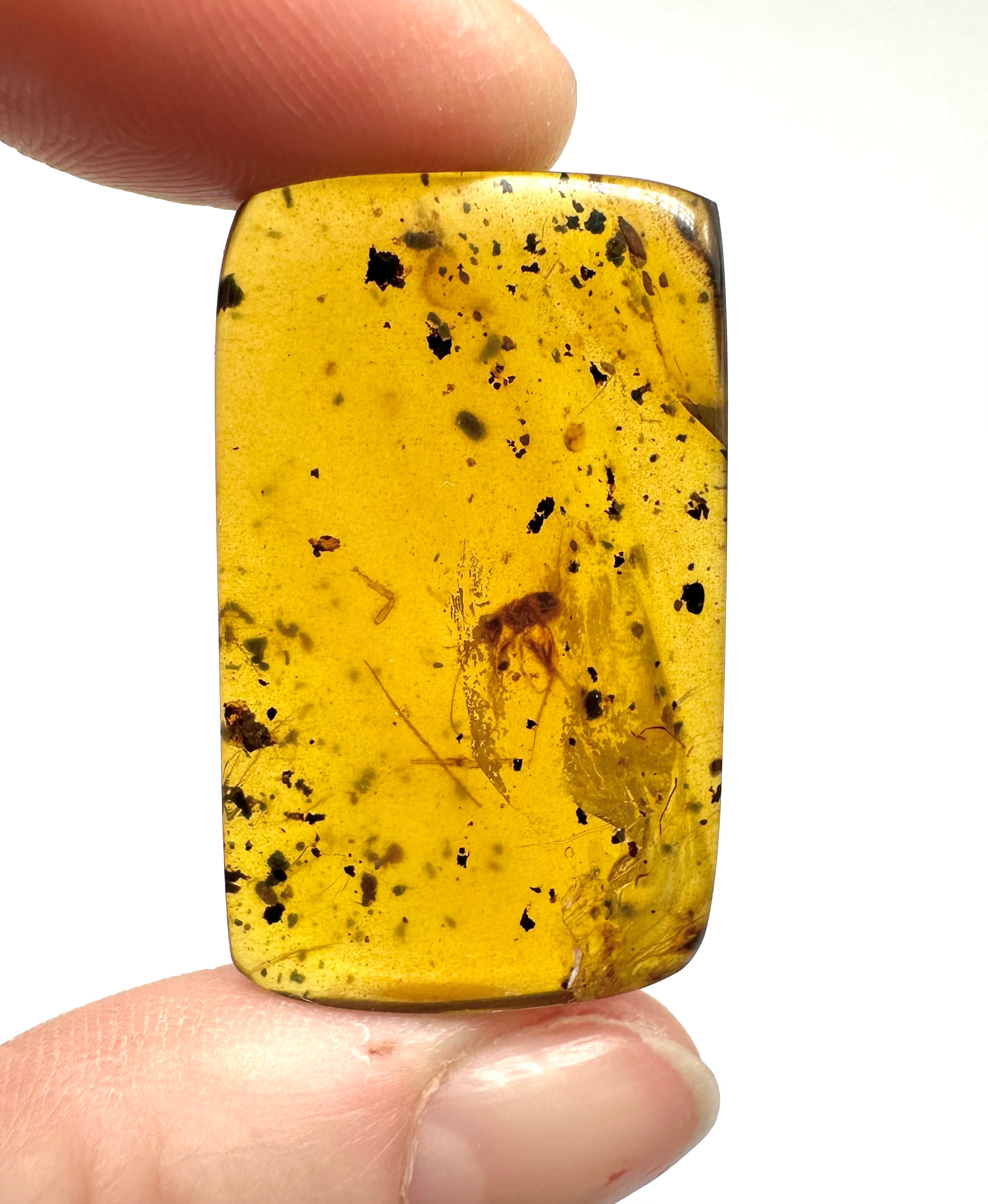 Insect in amber – Hukawng, Myanmar - IJ038