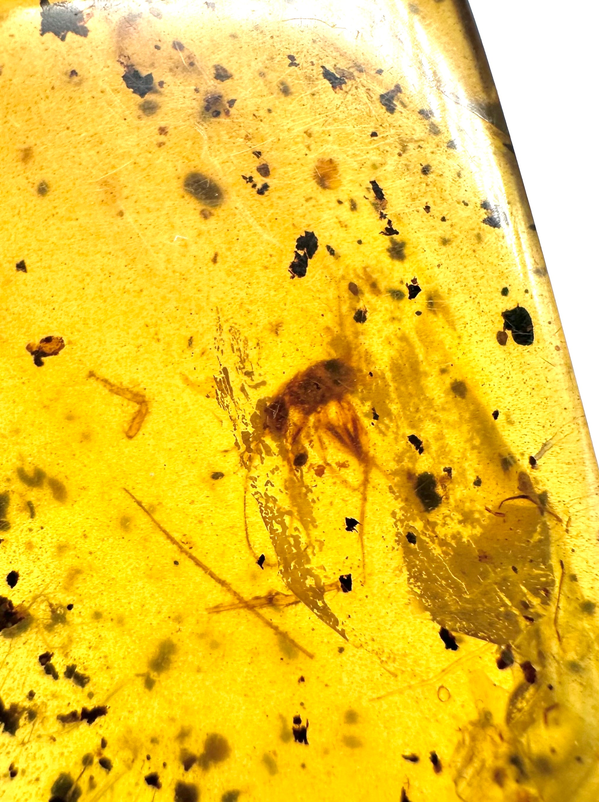 Insect in amber – Hukawng, Myanmar - IJ038