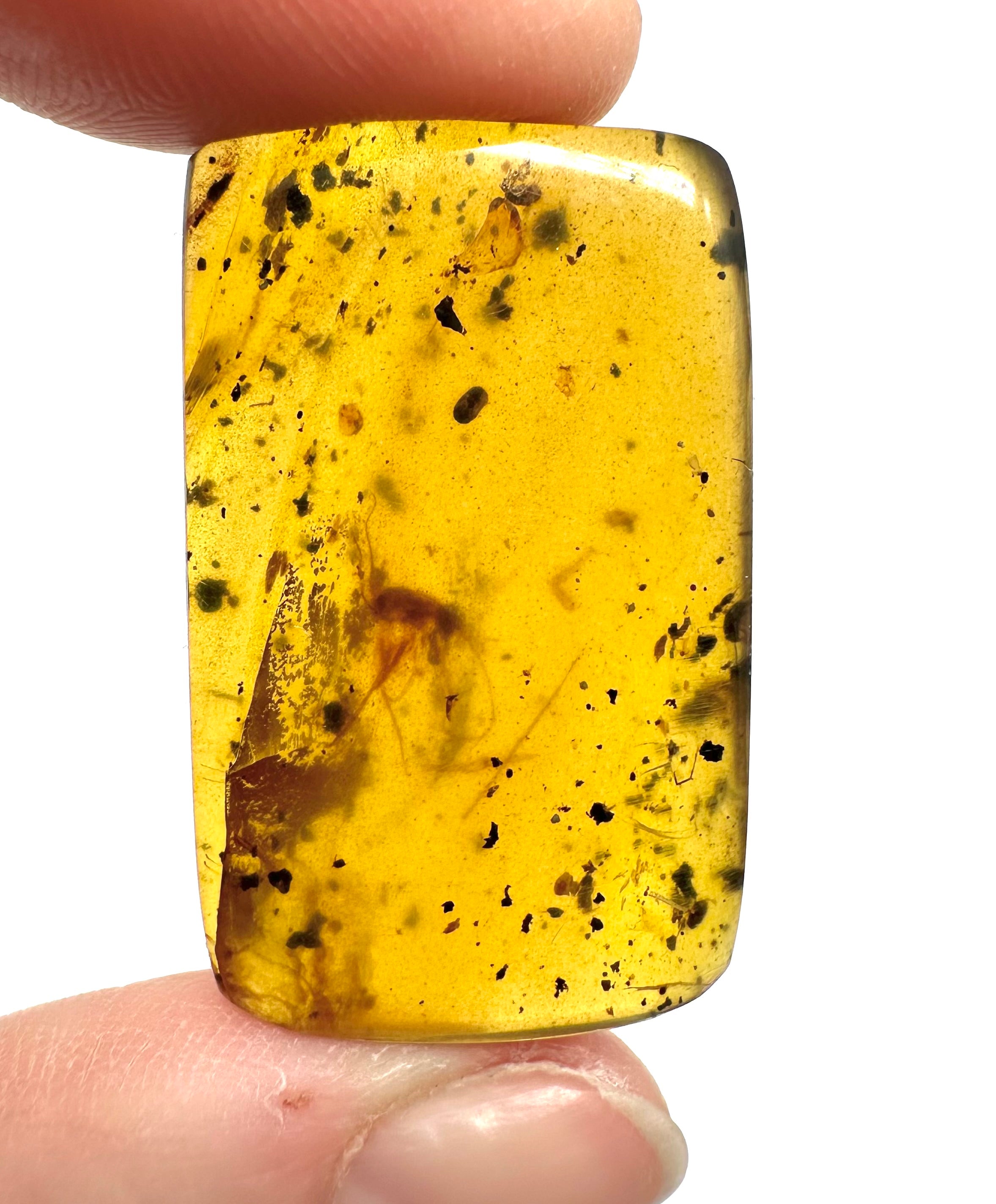 Insect in amber – Hukawng, Myanmar