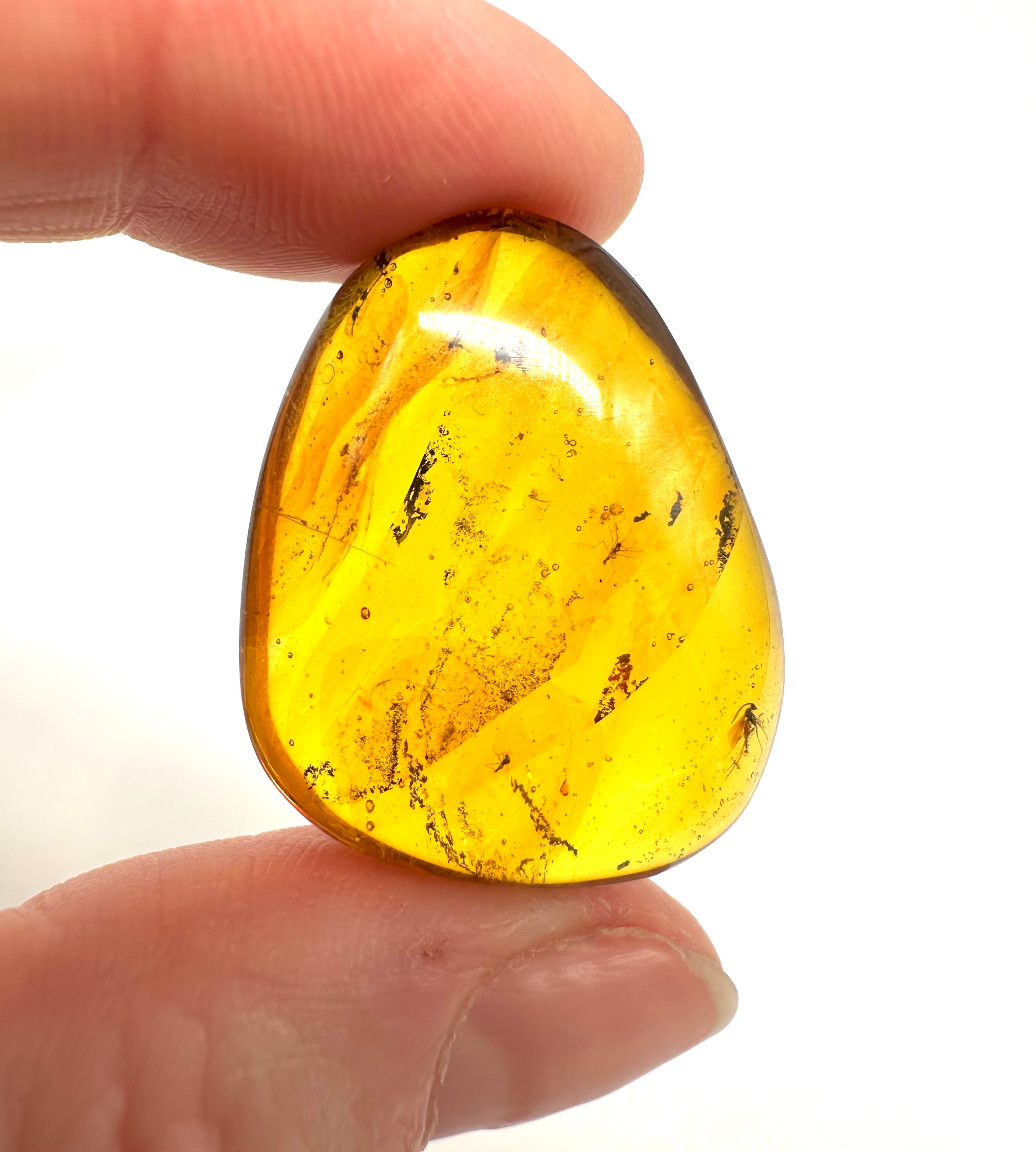 Insect in amber – Hukawng, Myanmar - IJ040