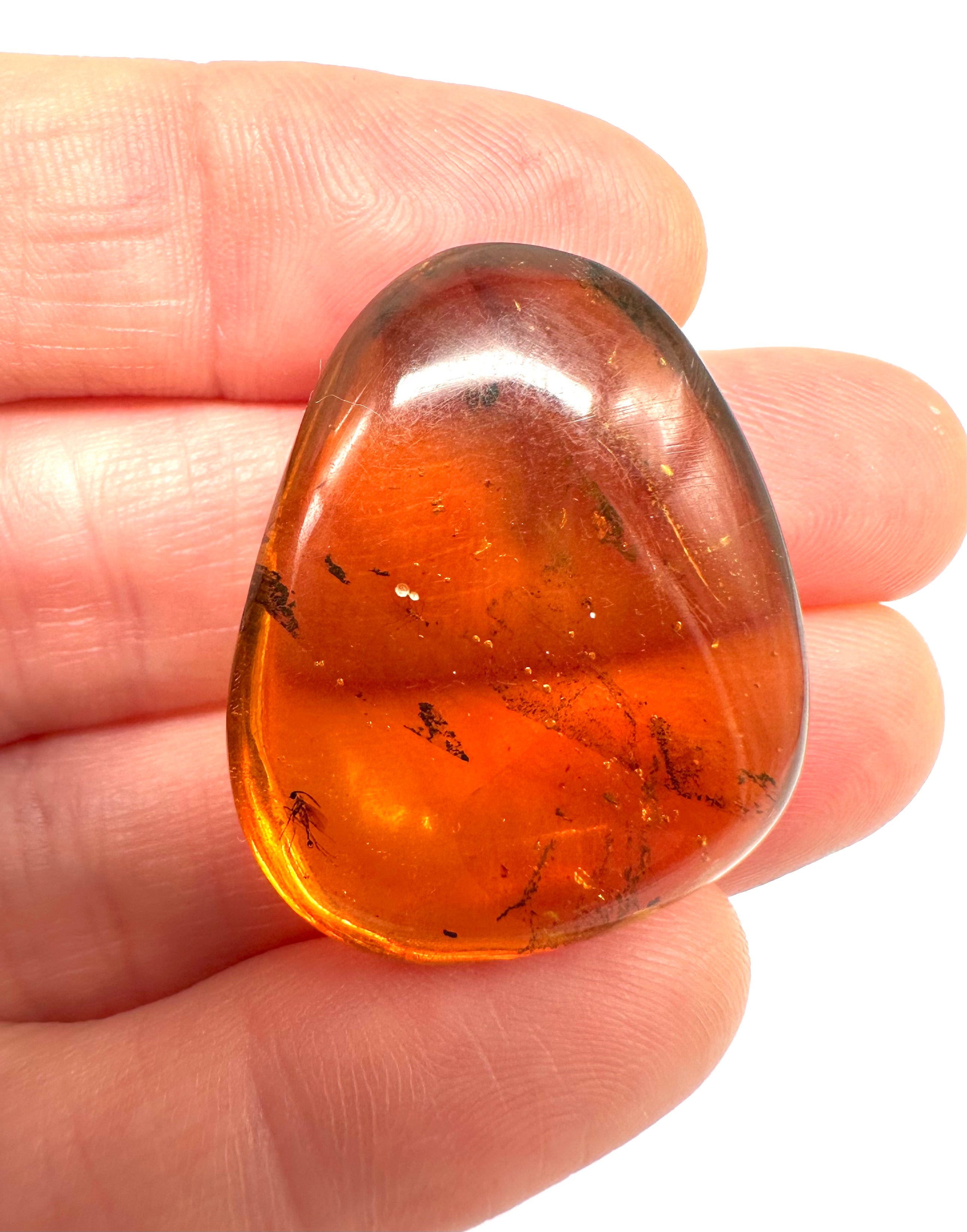 Insect in amber – Hukawng, Myanmar - IJ040