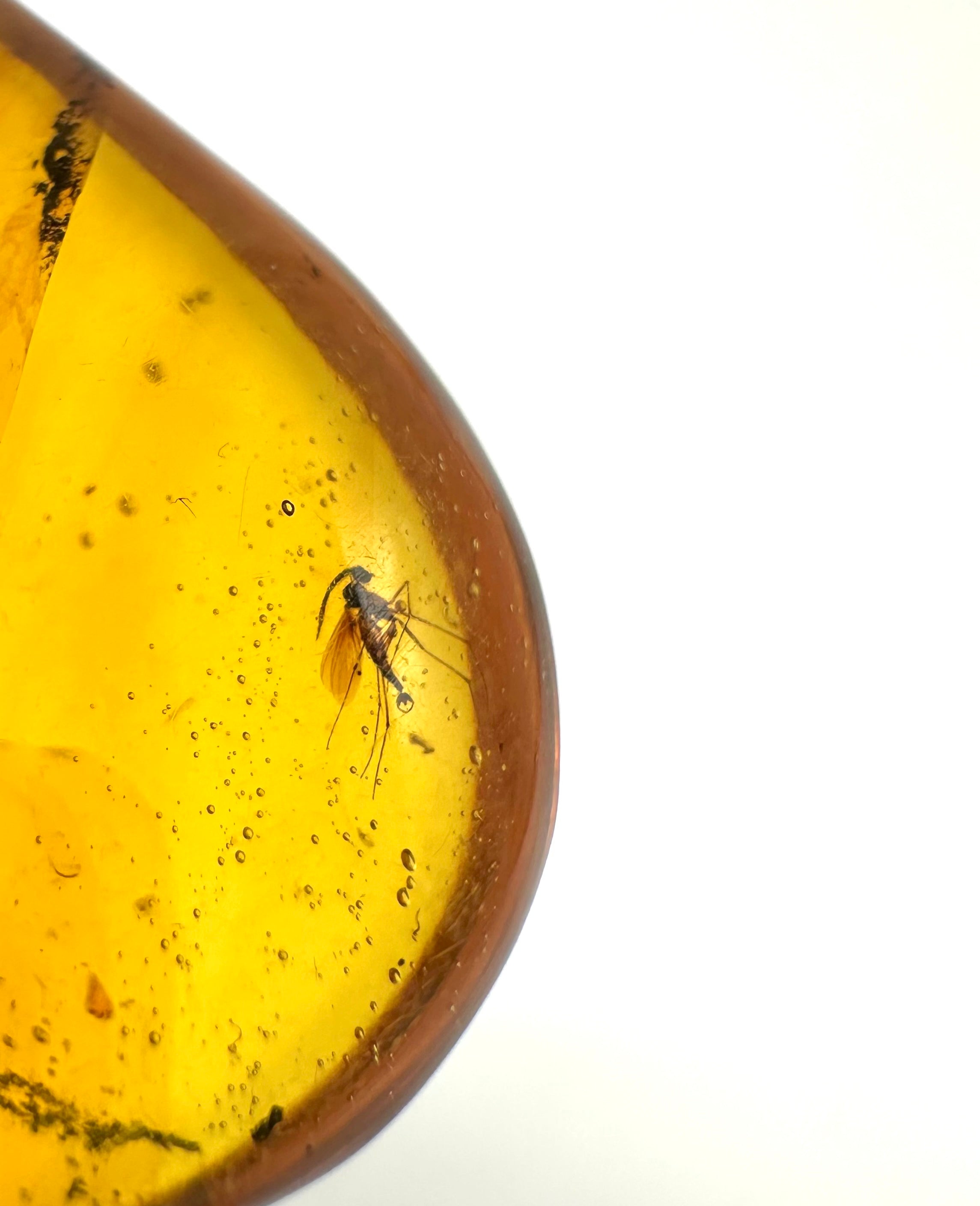 Insect in amber – Hukawng, Myanmar - IJ040