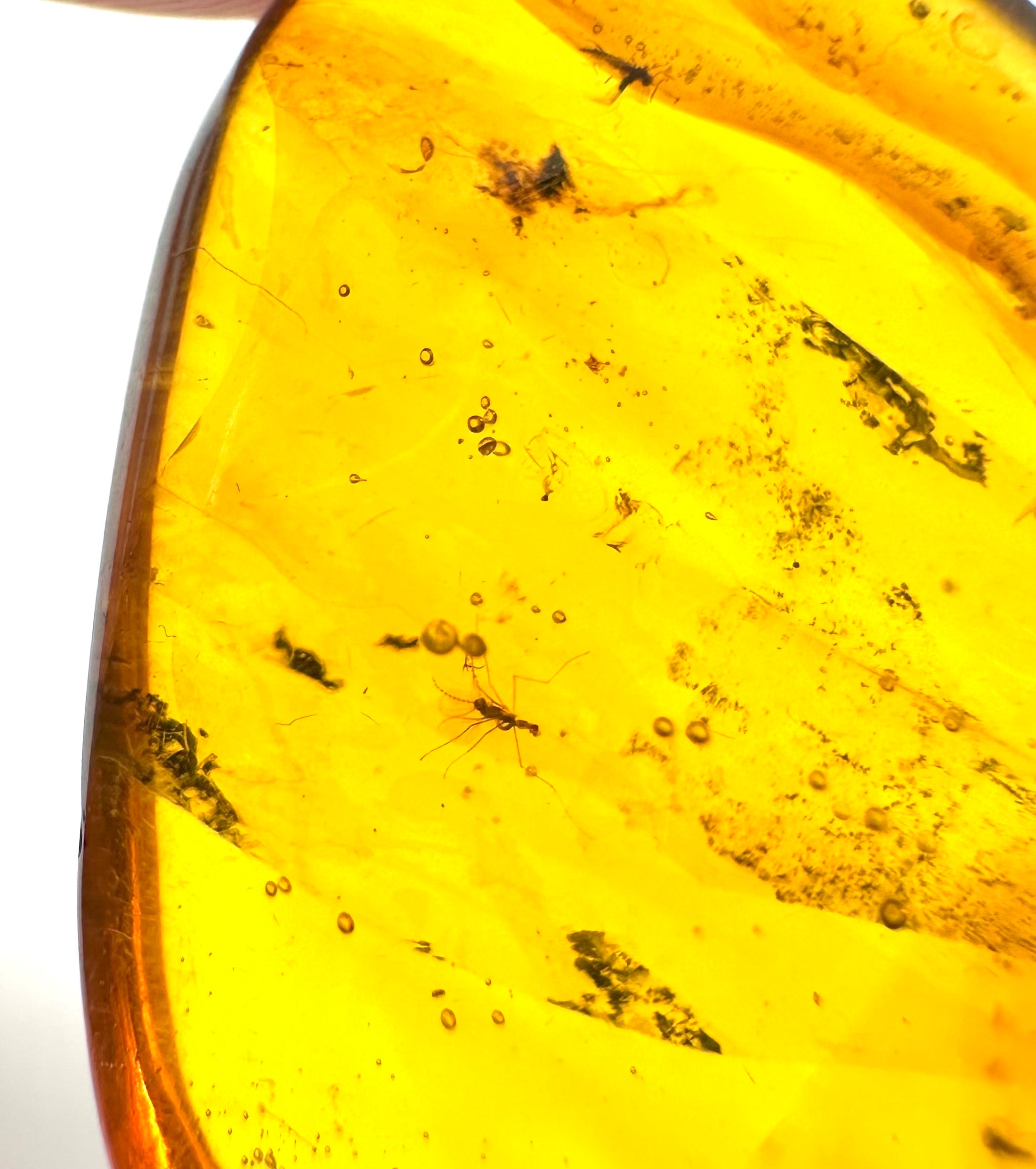 Insect in amber – Hukawng, Myanmar - IJ040