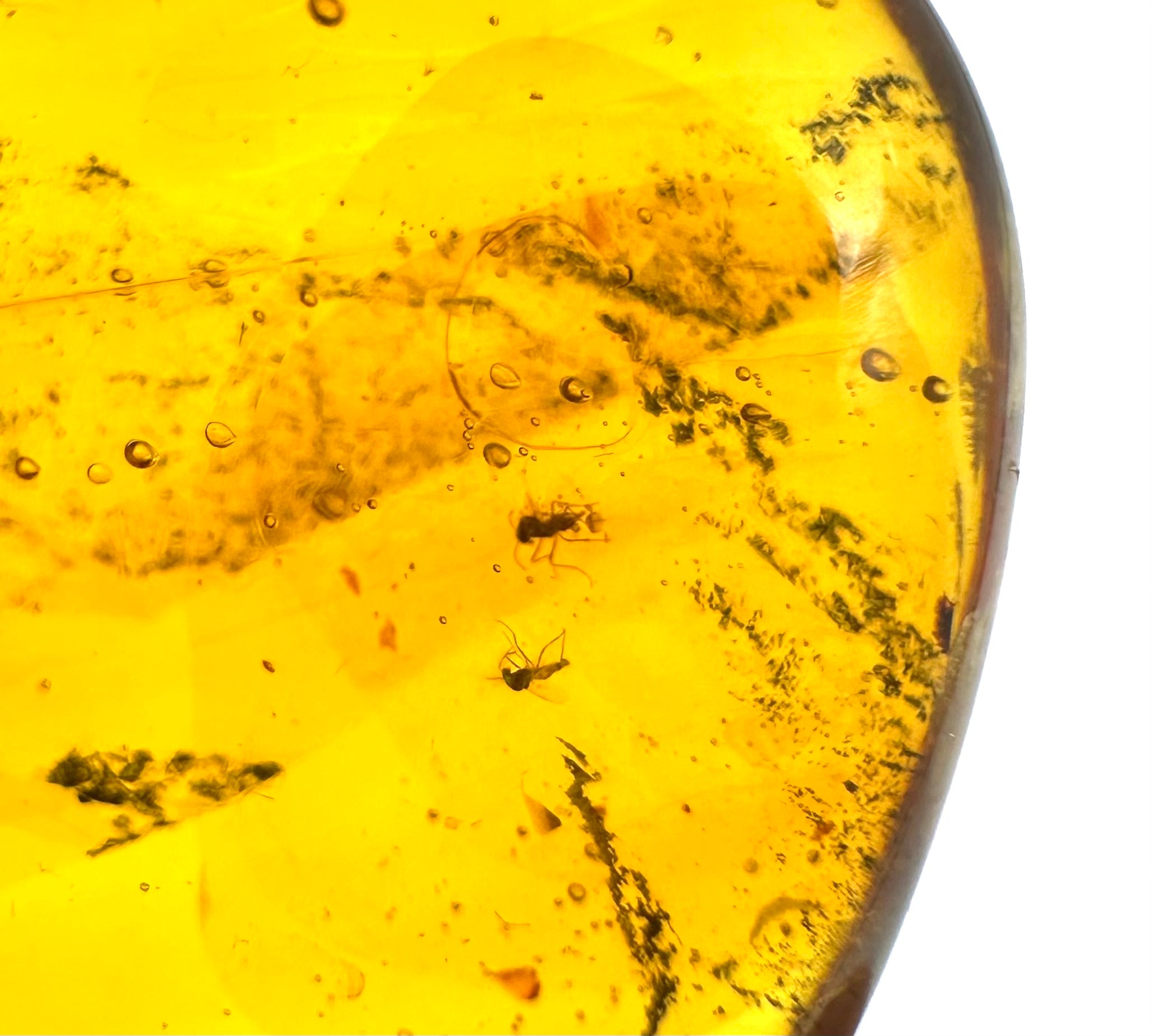 Insect in amber – Hukawng, Myanmar - IJ040