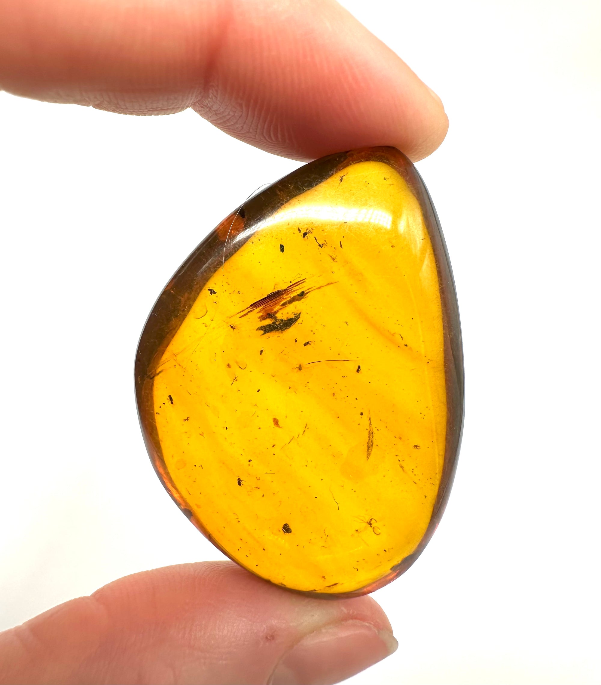 Insect in amber – Hukawng, Myanmar