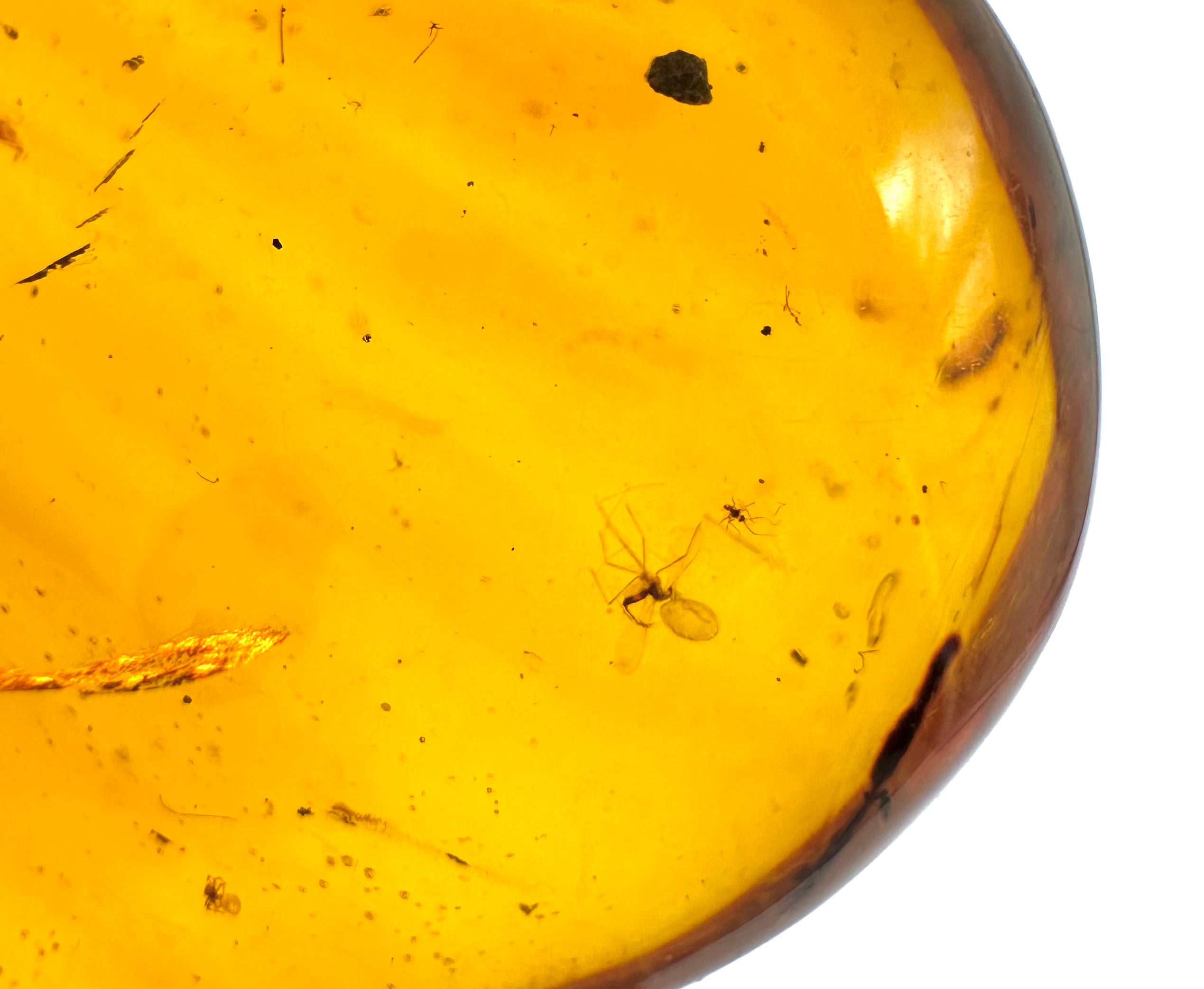 Insect in amber – Hukawng, Myanmar - IJ042