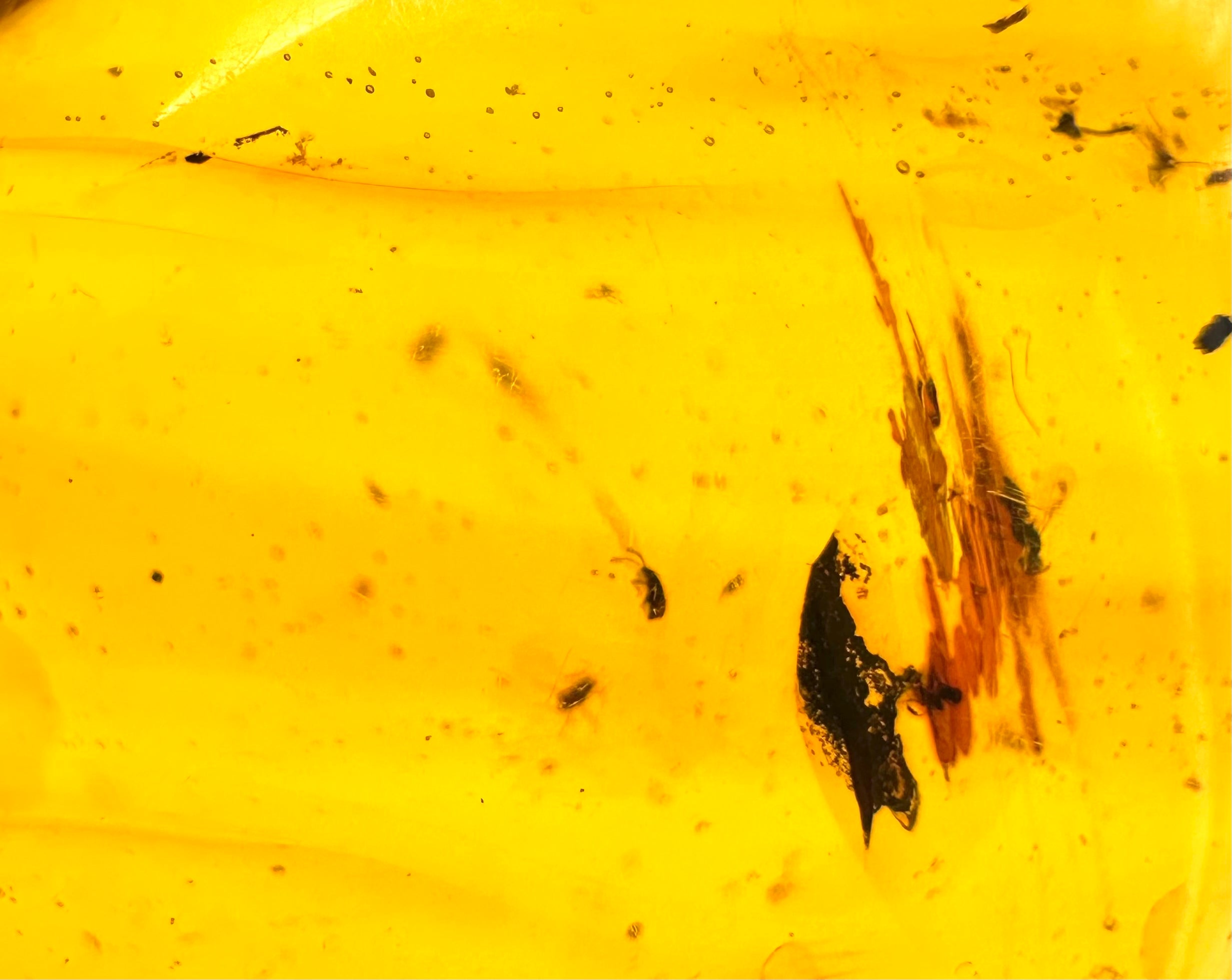 Insect in amber – Hukawng, Myanmar - IJ042