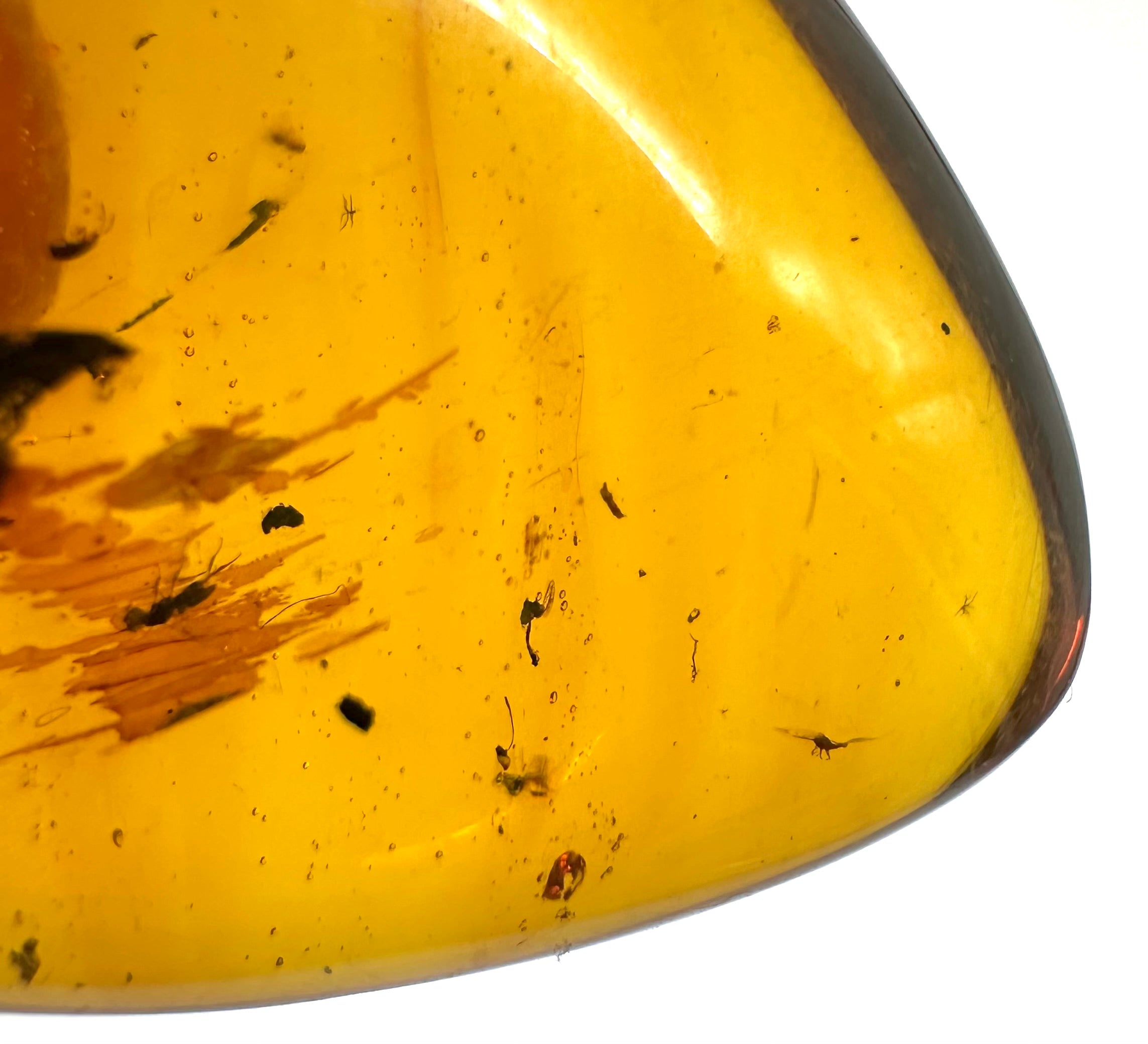Insect in amber – Hukawng, Myanmar - IJ042