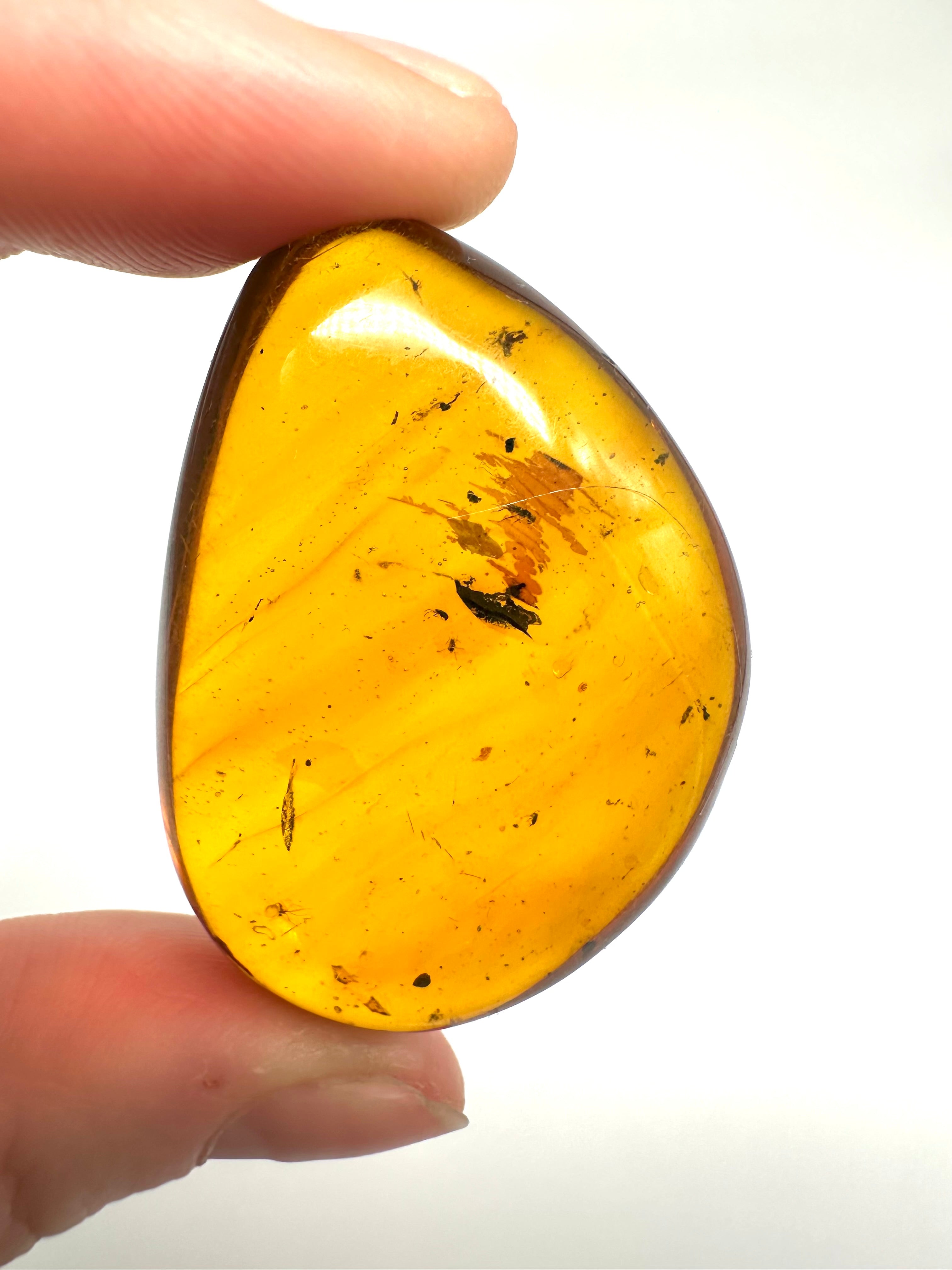 Insect in amber – Hukawng, Myanmar - IJ042