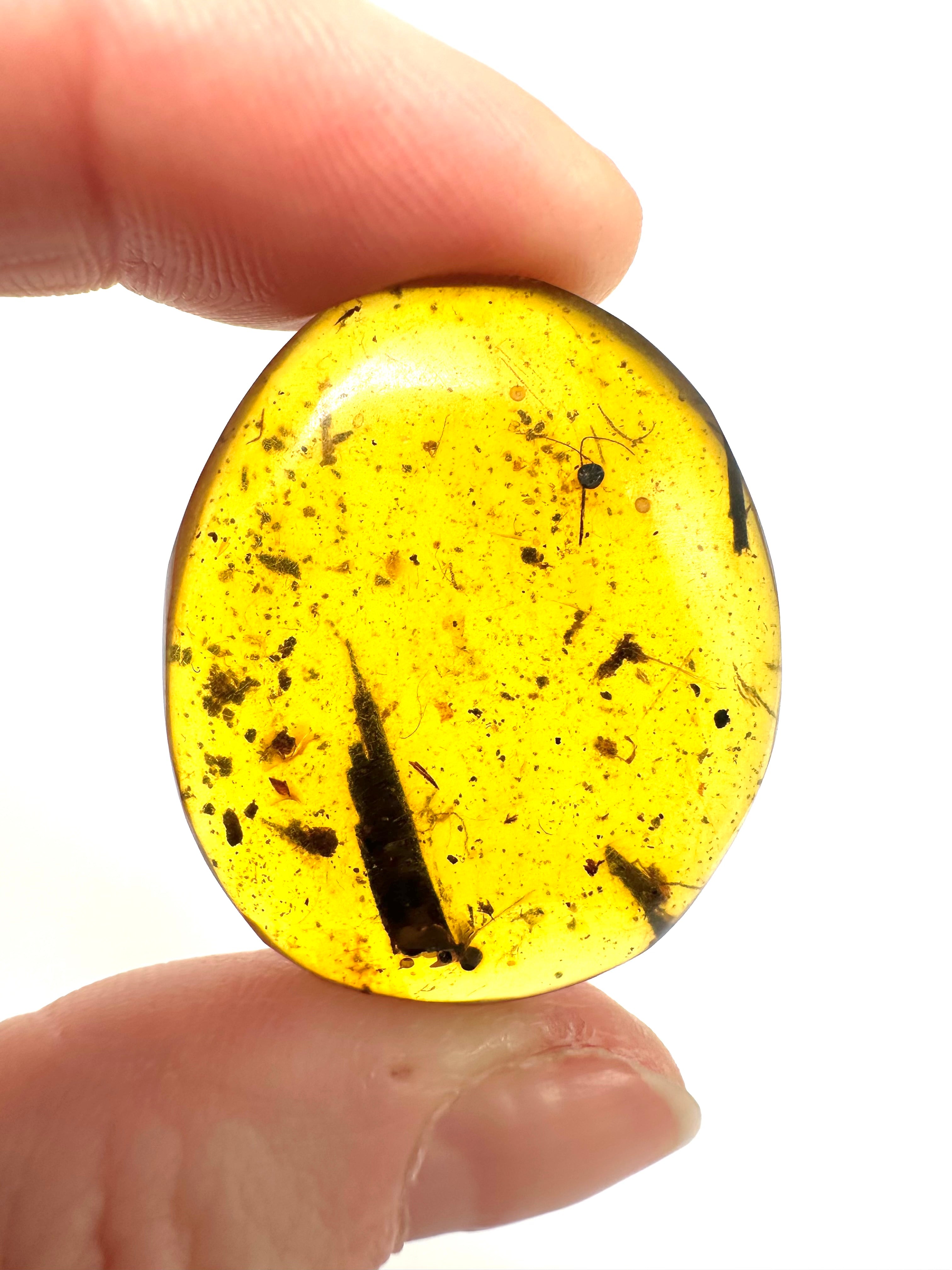 Insect in amber – Hukawng, Myanmar - IJ050