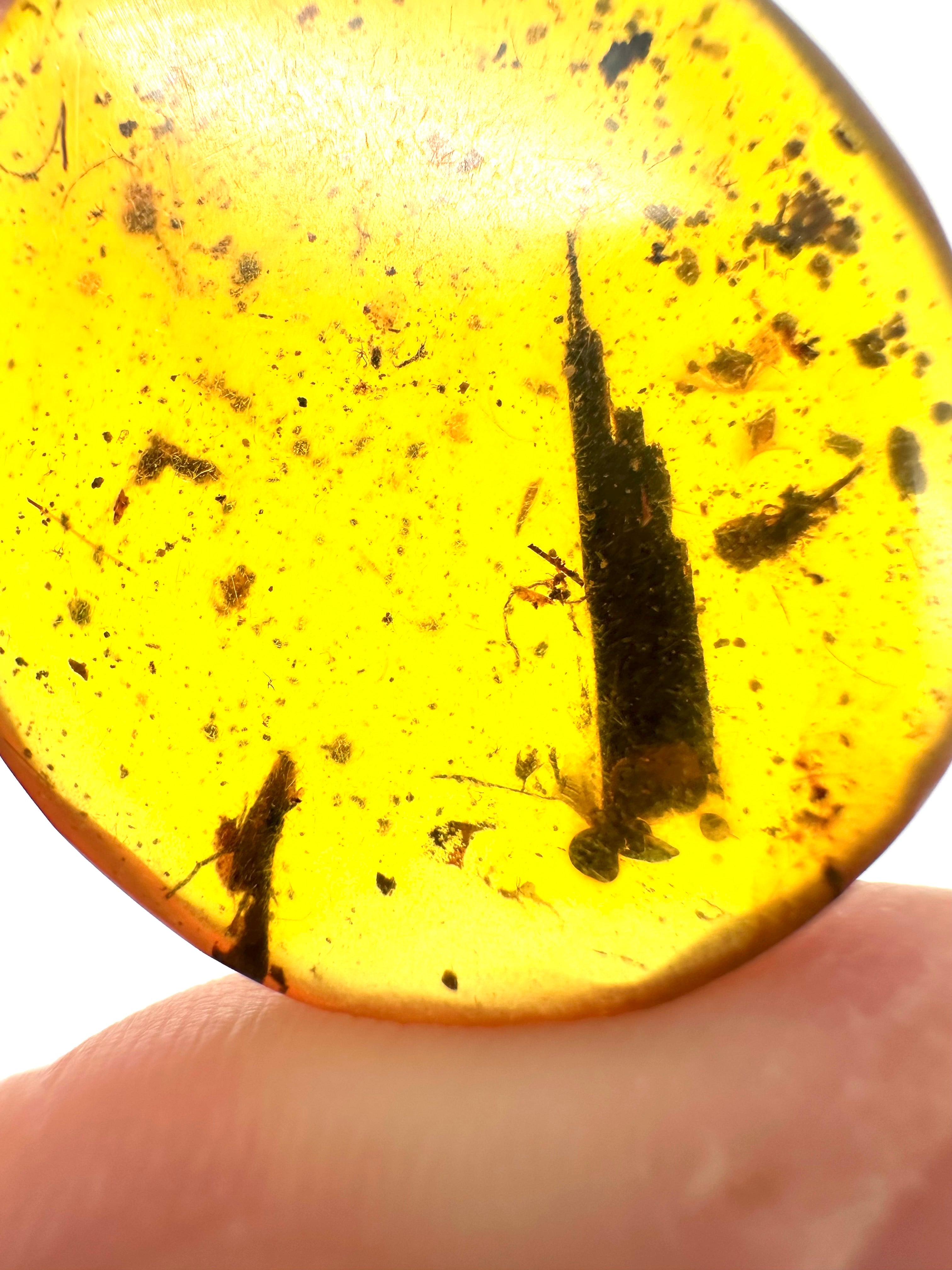 Insect in amber – Hukawng, Myanmar - IJ050