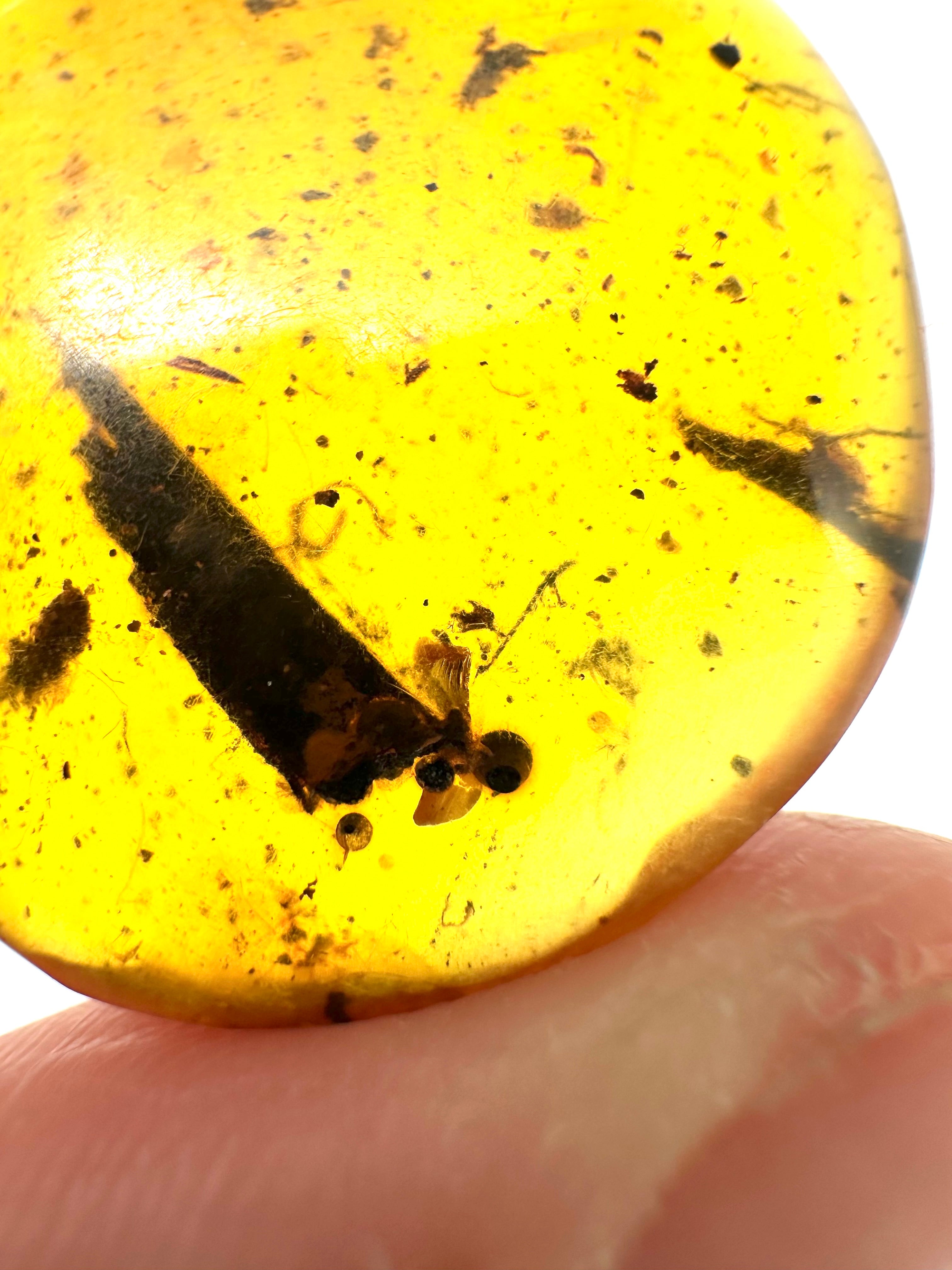 Insect in amber – Hukawng, Myanmar - IJ050