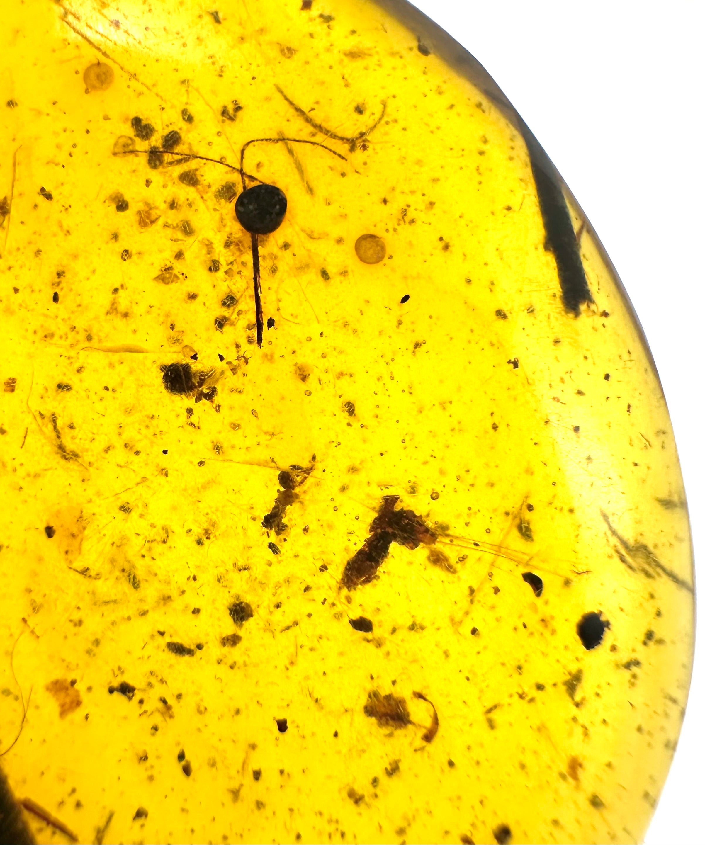 Insect in amber – Hukawng, Myanmar - IJ050