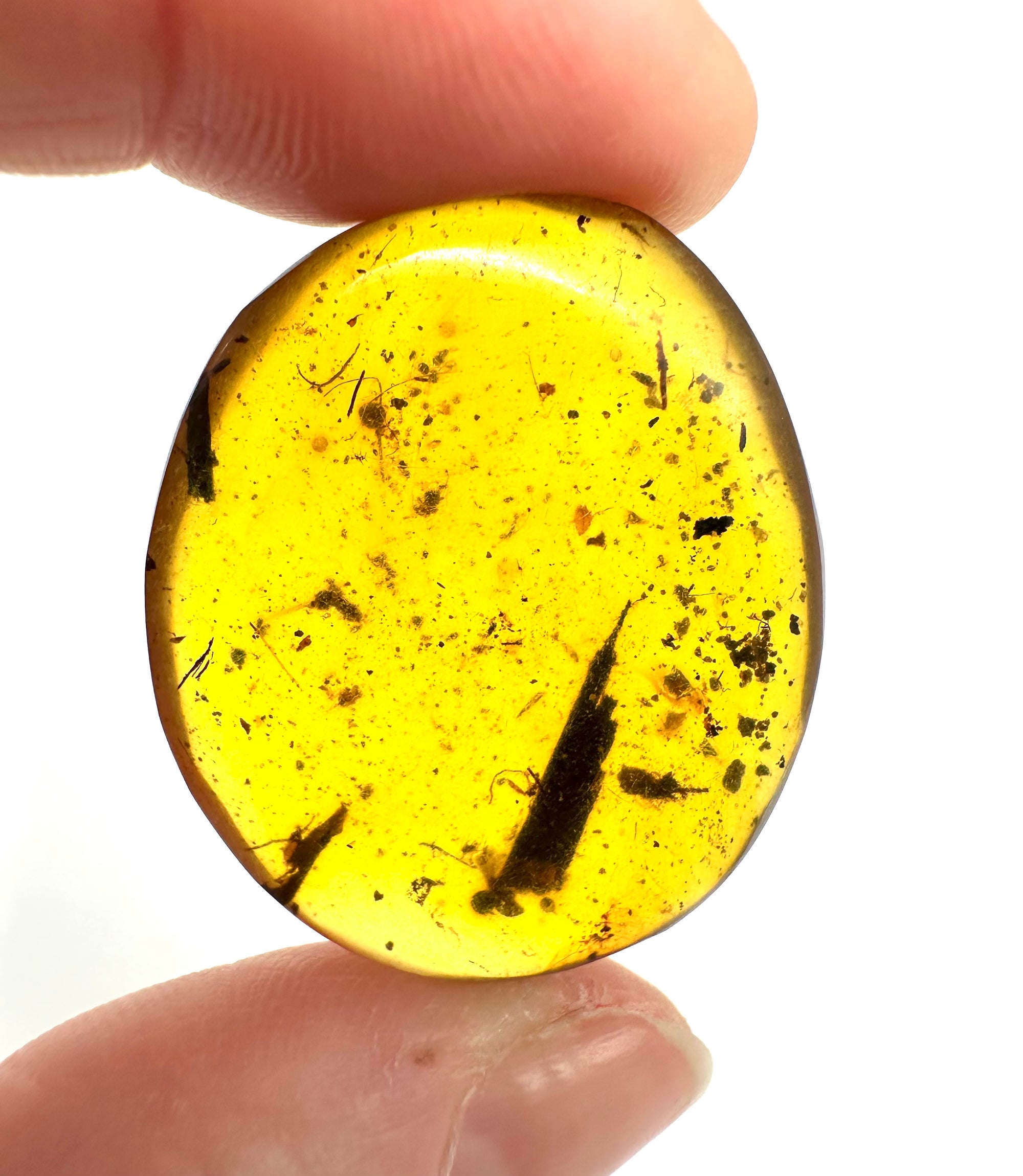 Insect in amber – Hukawng, Myanmar