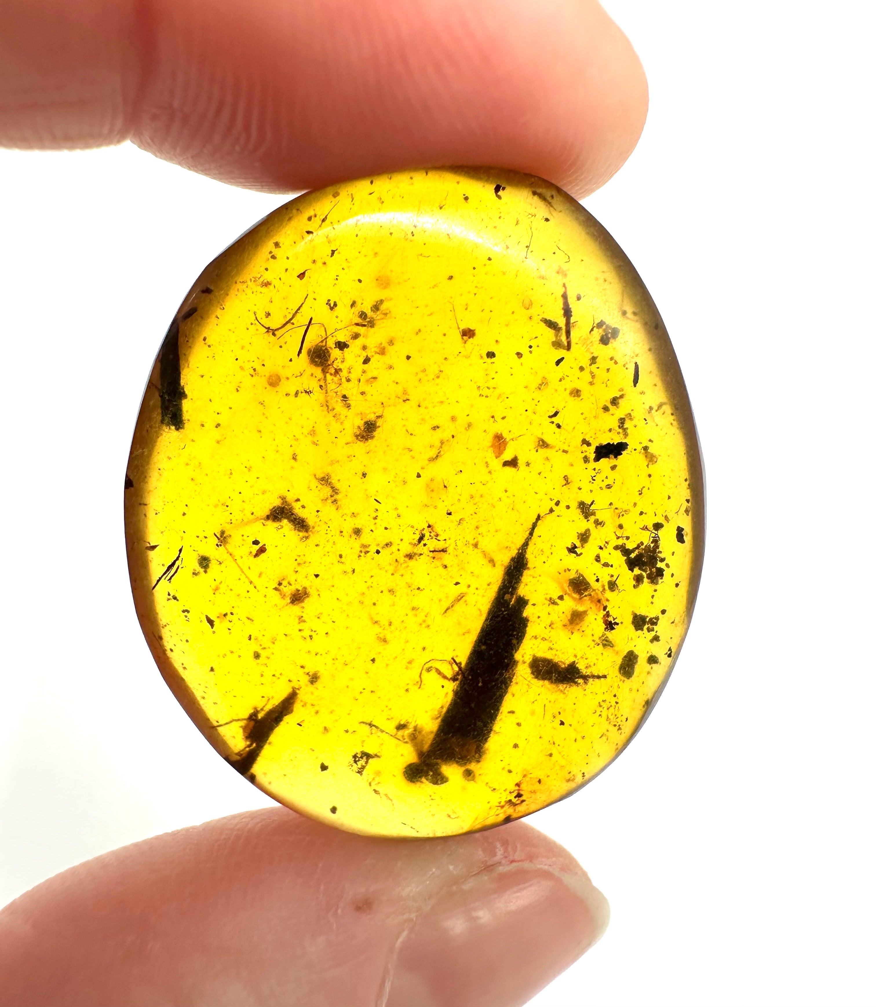 Insect in amber – Hukawng, Myanmar