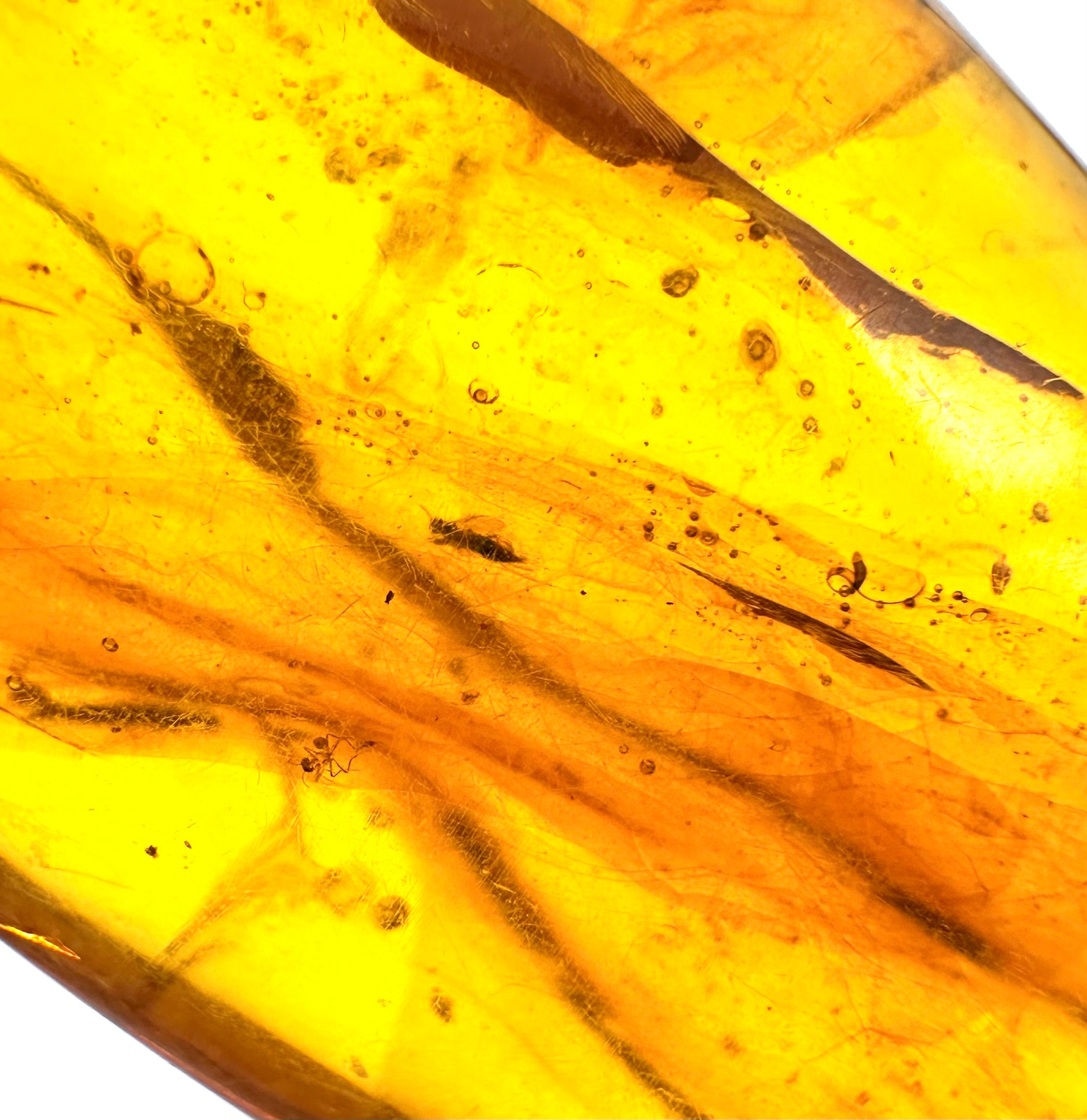 Insect in amber – Hukawng, Myanmar - IJ051