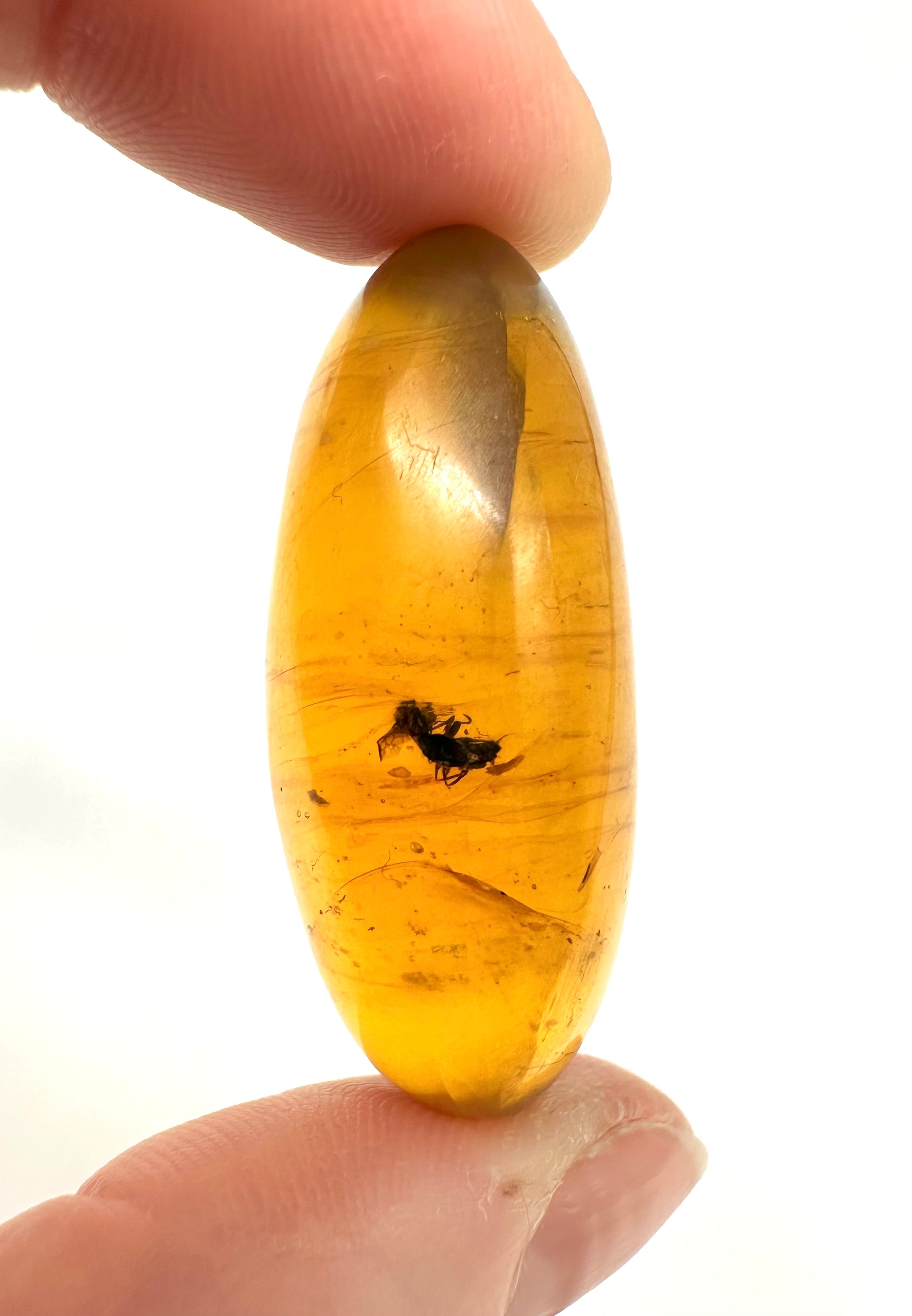 Insect in amber – Hukawng, Myanmar - IJ052
