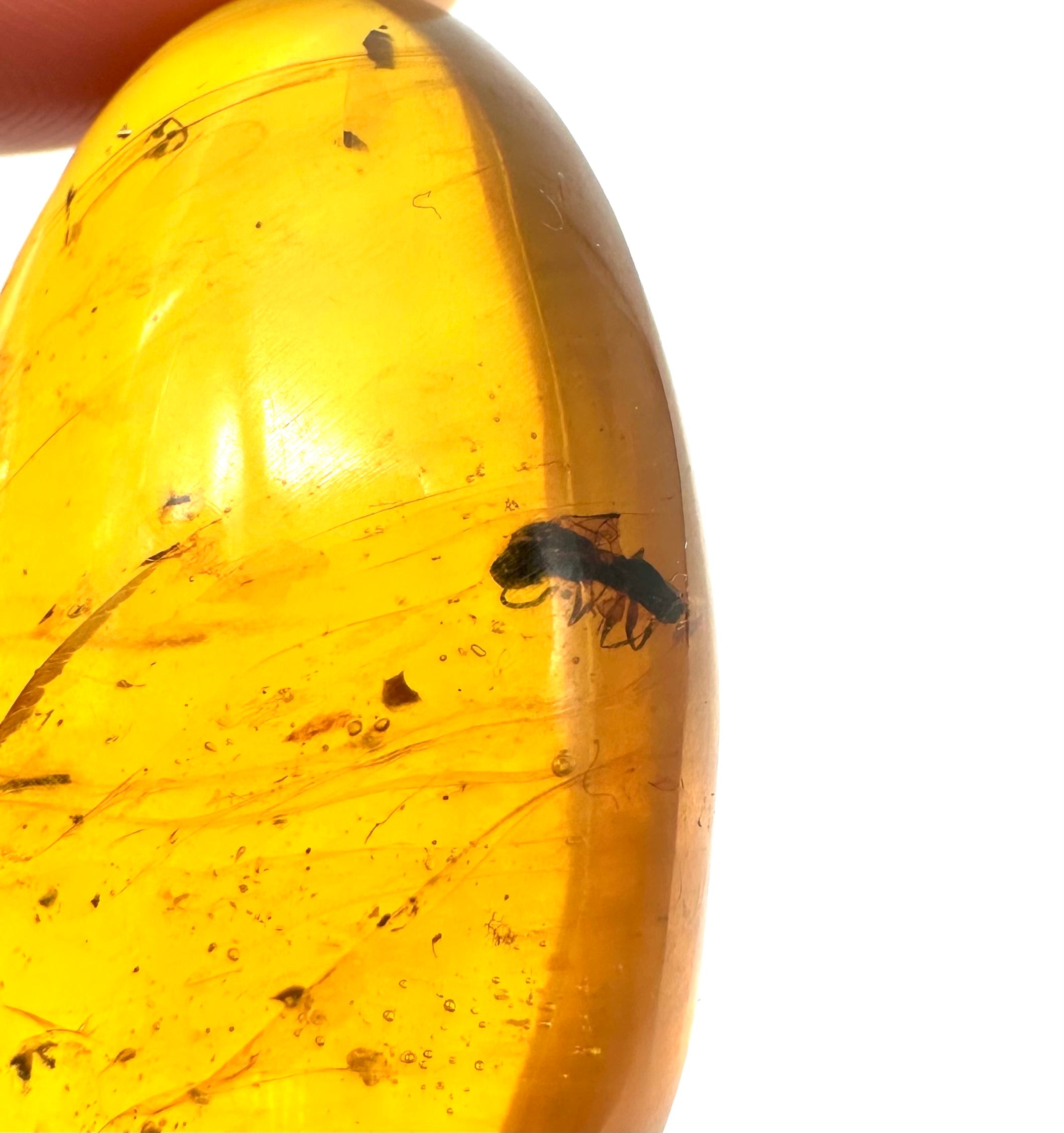 Insect in amber – Hukawng, Myanmar - IJ052