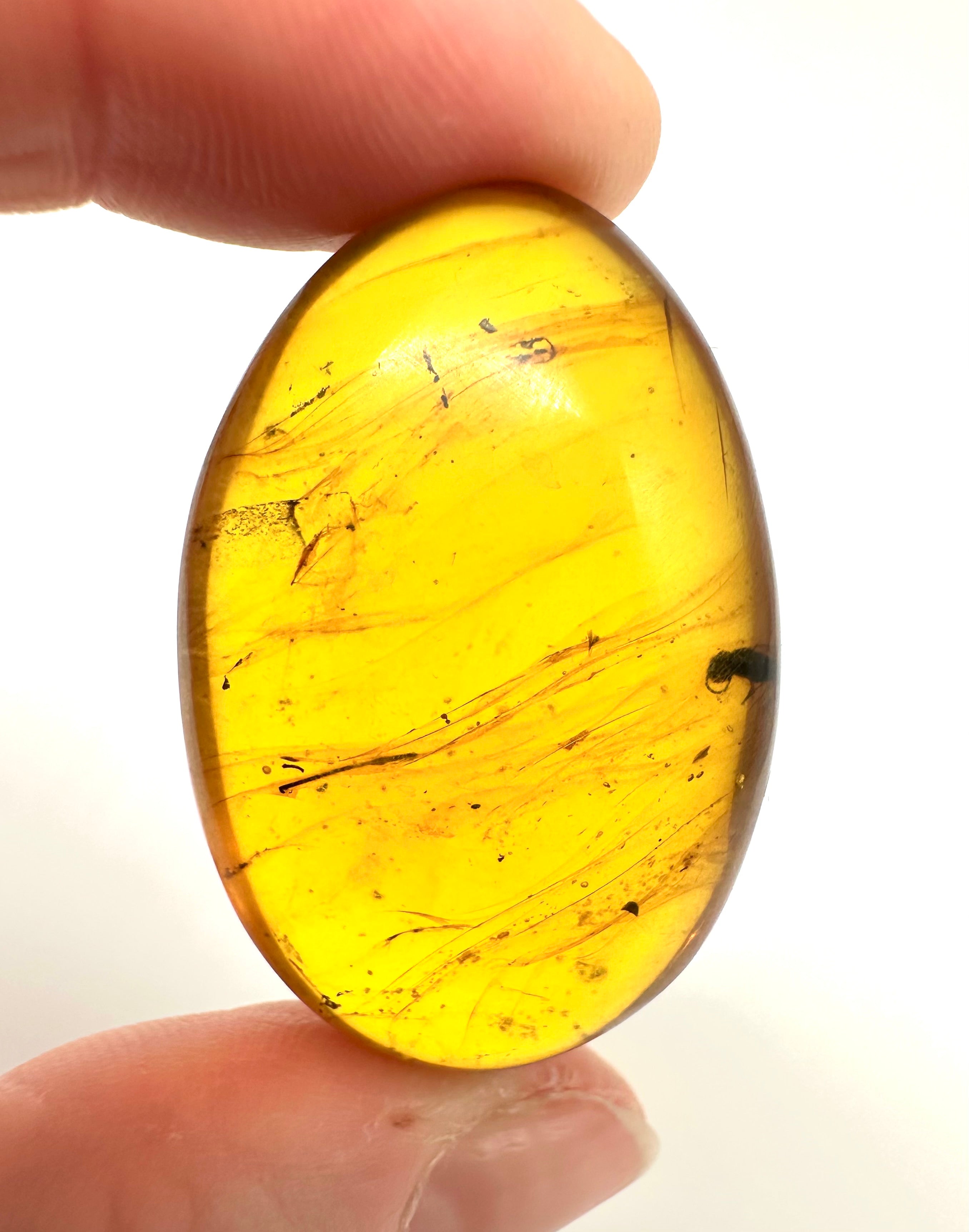 Insect in amber – Hukawng, Myanmar