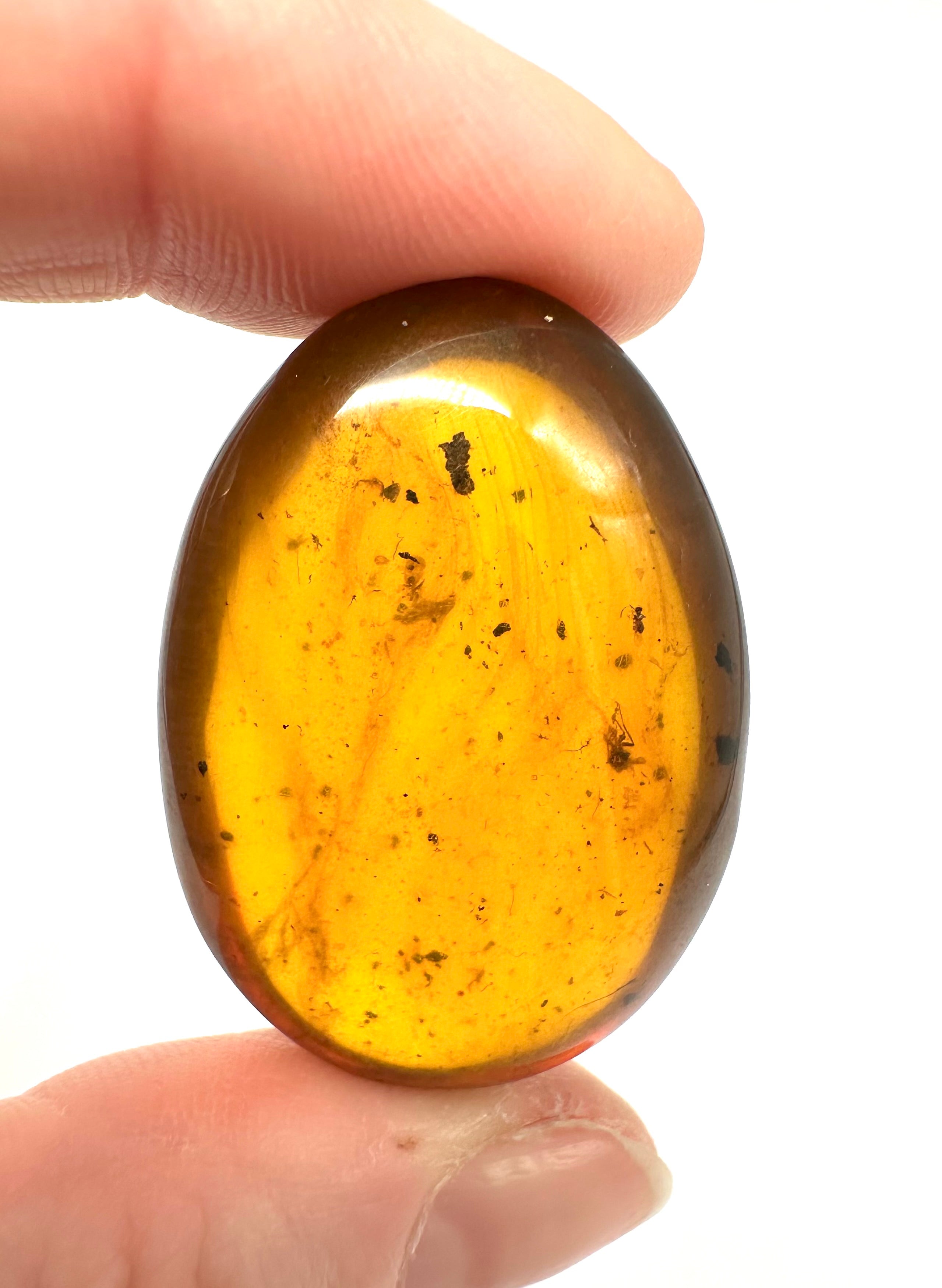 Insect in amber – Hukawng, Myanmar - IJ053