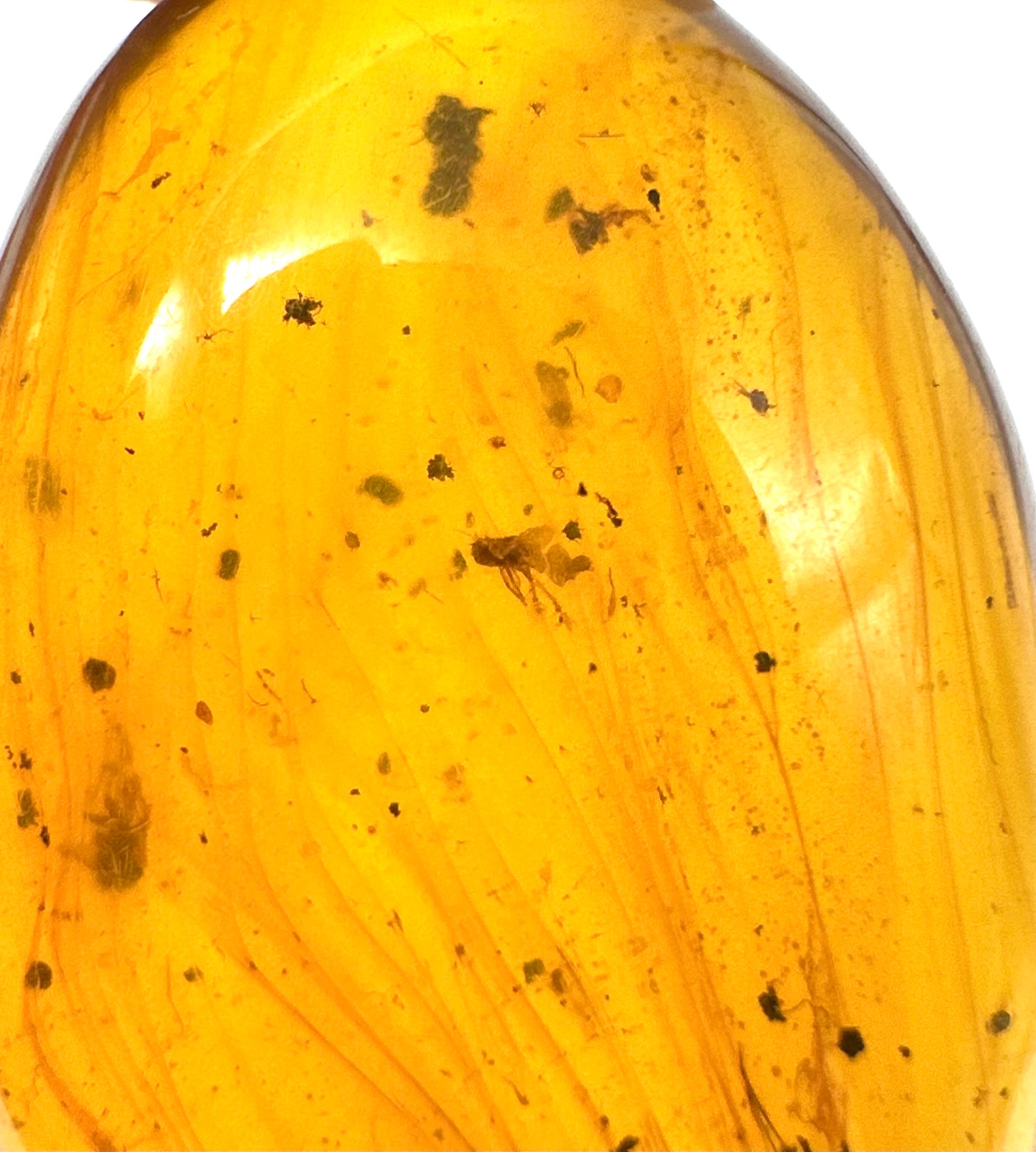Insect in amber – Hukawng, Myanmar - IJ053