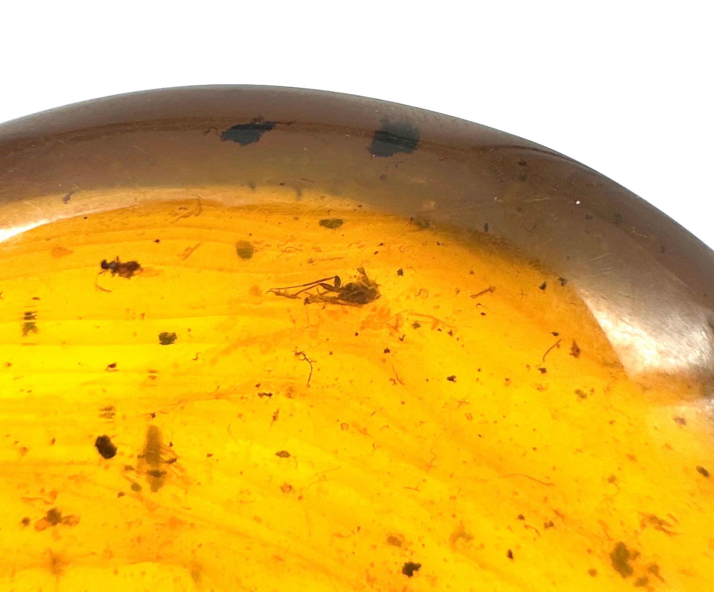 Insect in amber – Hukawng, Myanmar - IJ053