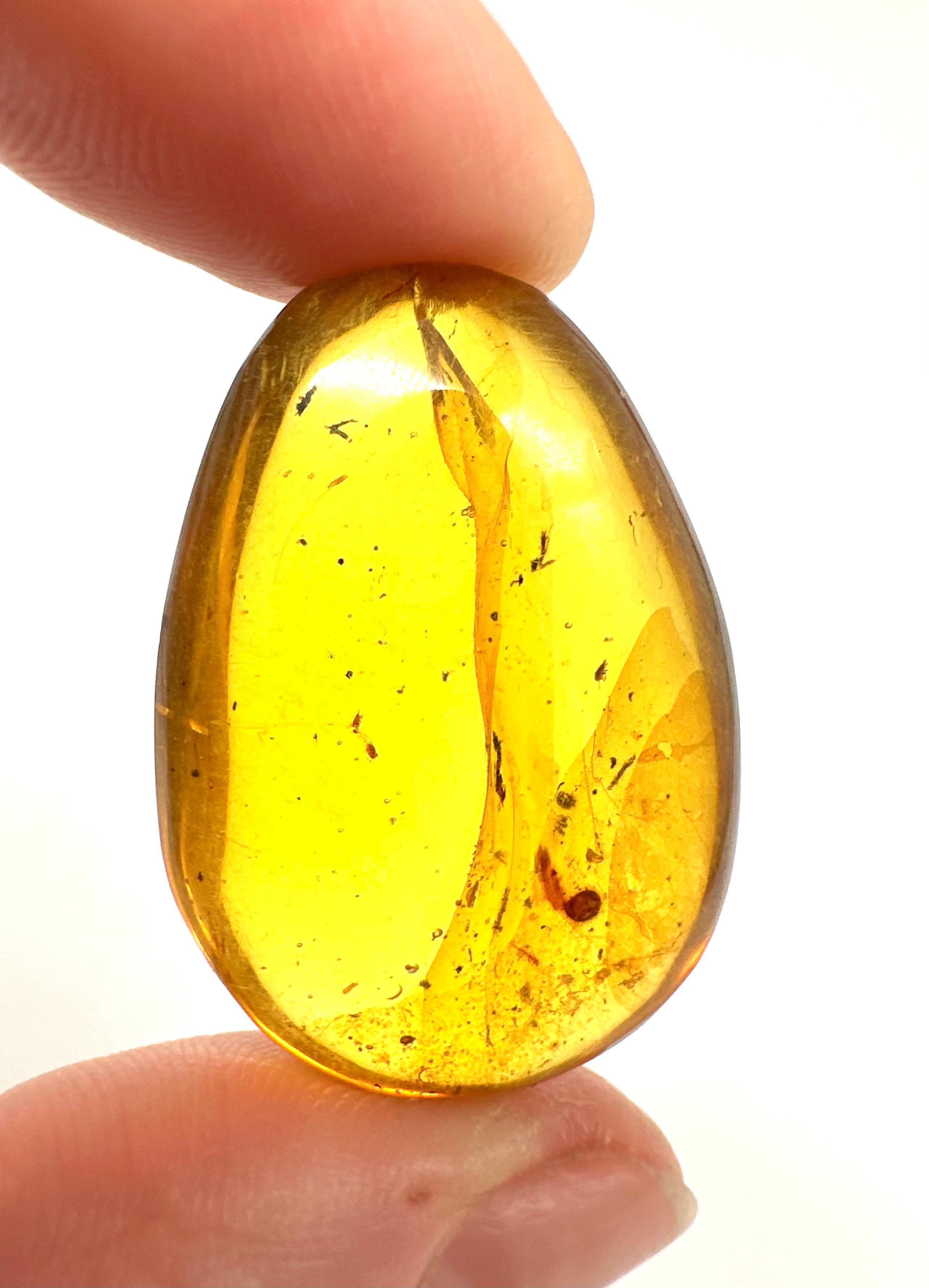 Insect in amber – Hukawng, Myanmar - IJ055