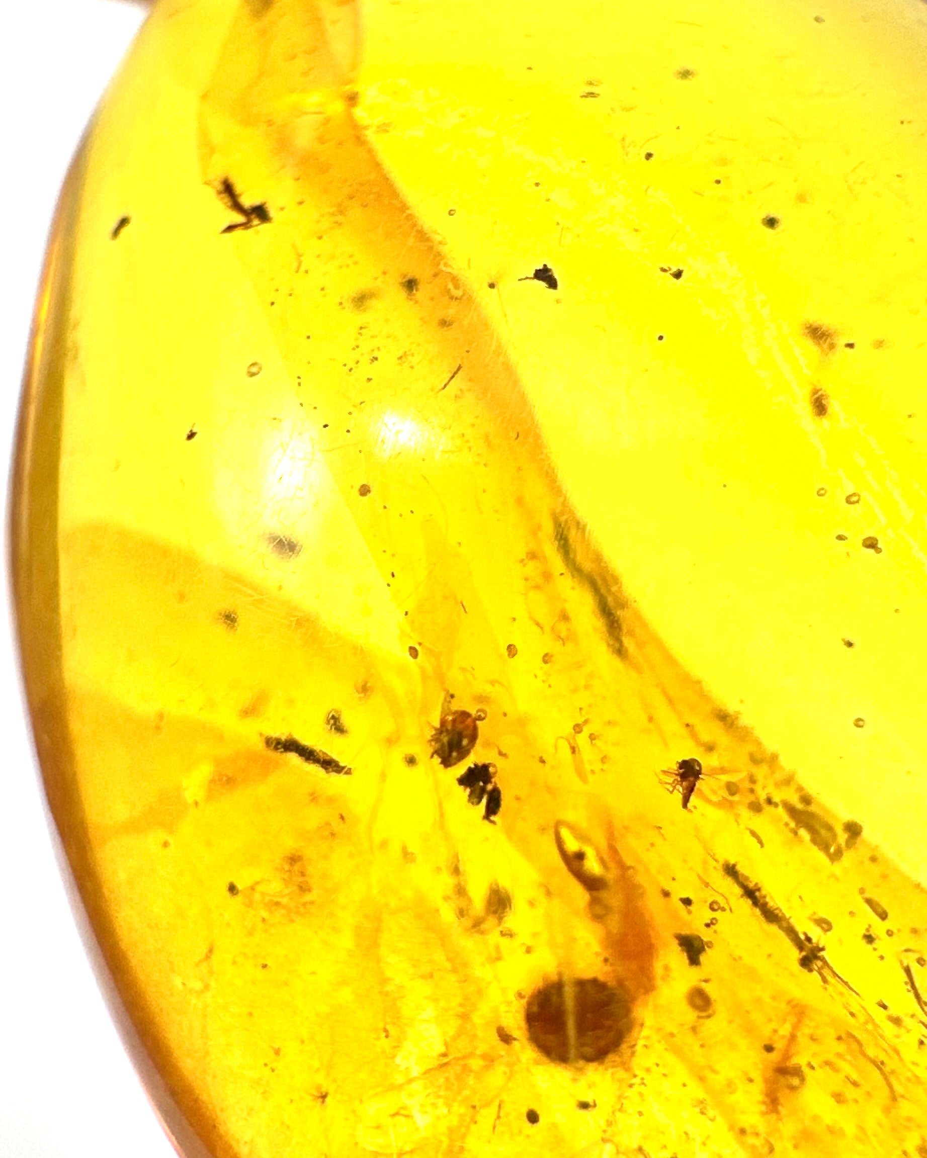 Insect in amber – Hukawng, Myanmar - IJ055