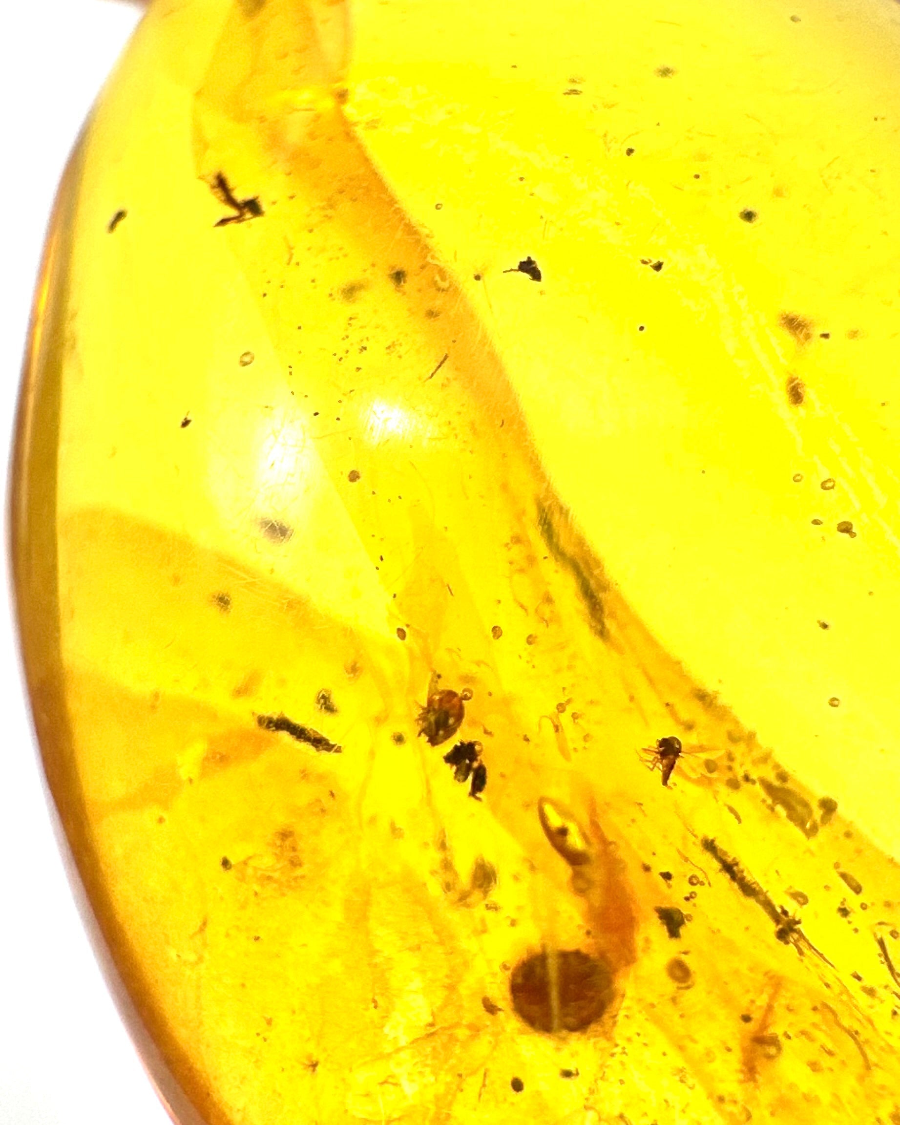 Insect in amber – Hukawng, Myanmar - IJ055