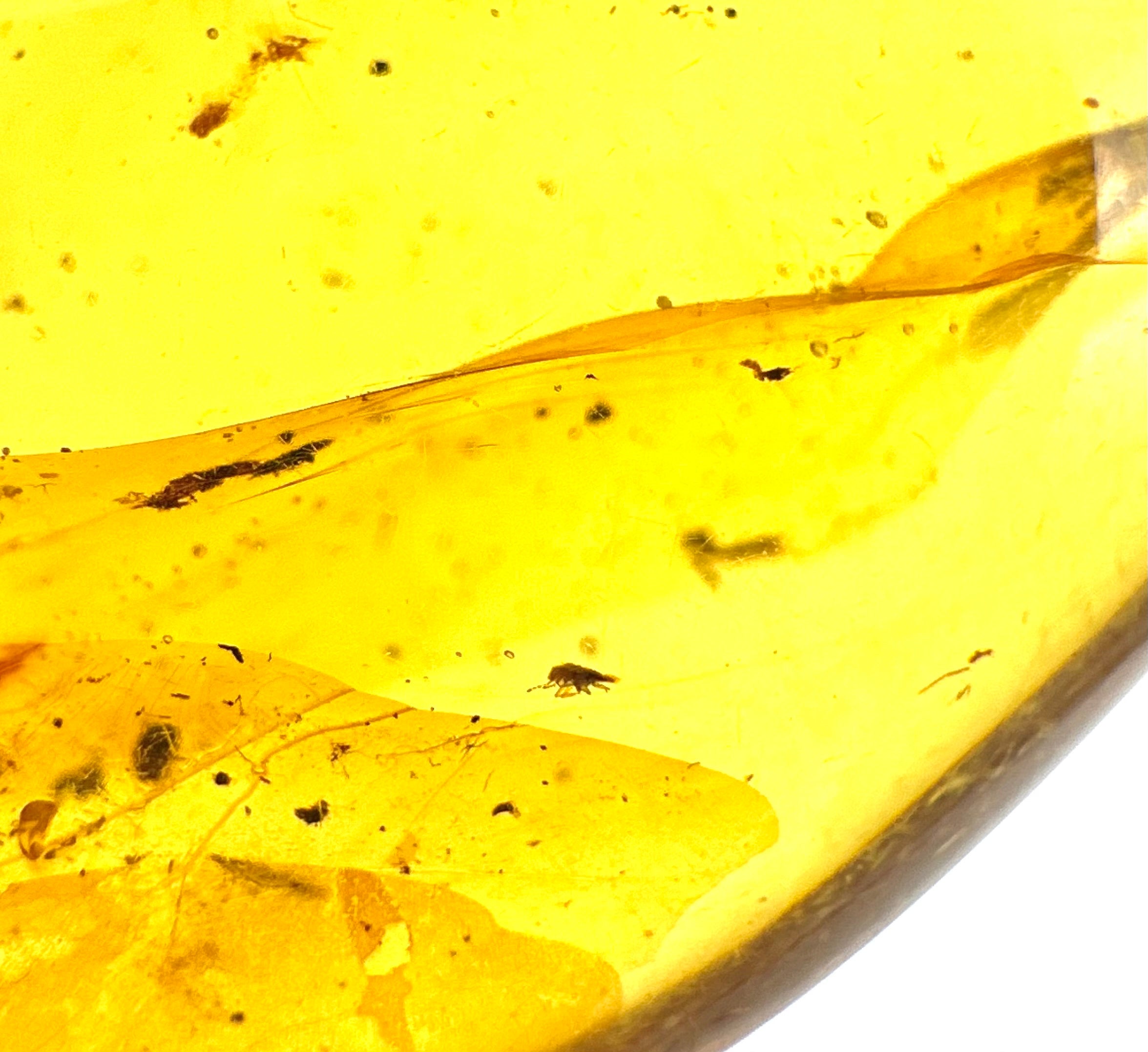 Insect in amber – Hukawng, Myanmar - IJ055