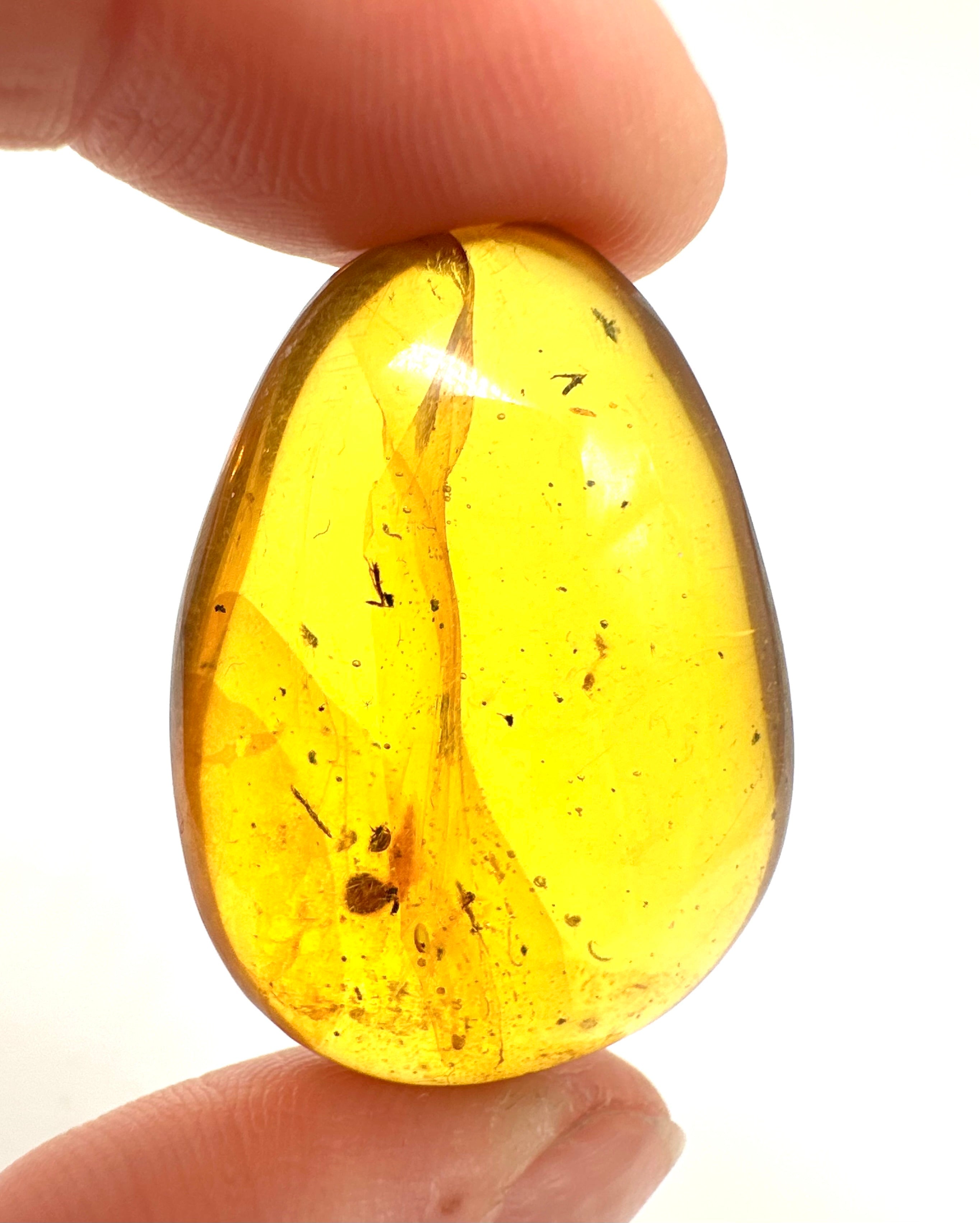 Insect in amber – Hukawng, Myanmar