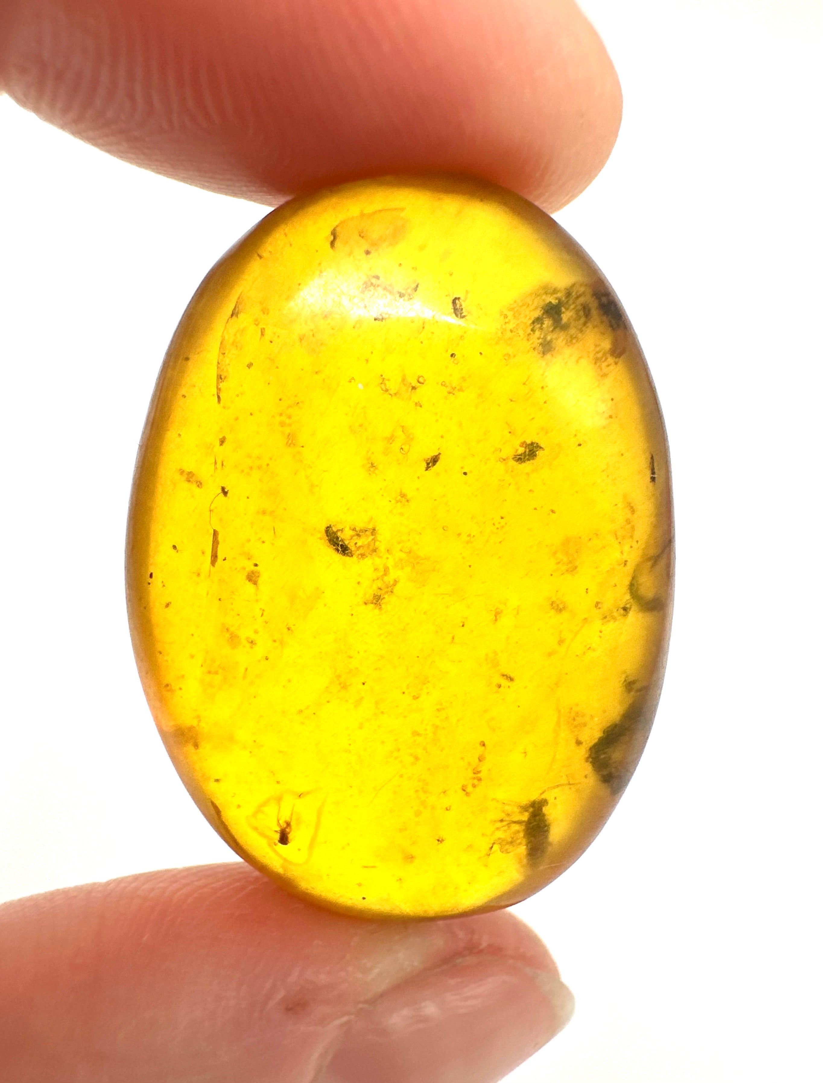 Insect in amber – Hukawng, Myanmar - IJ057