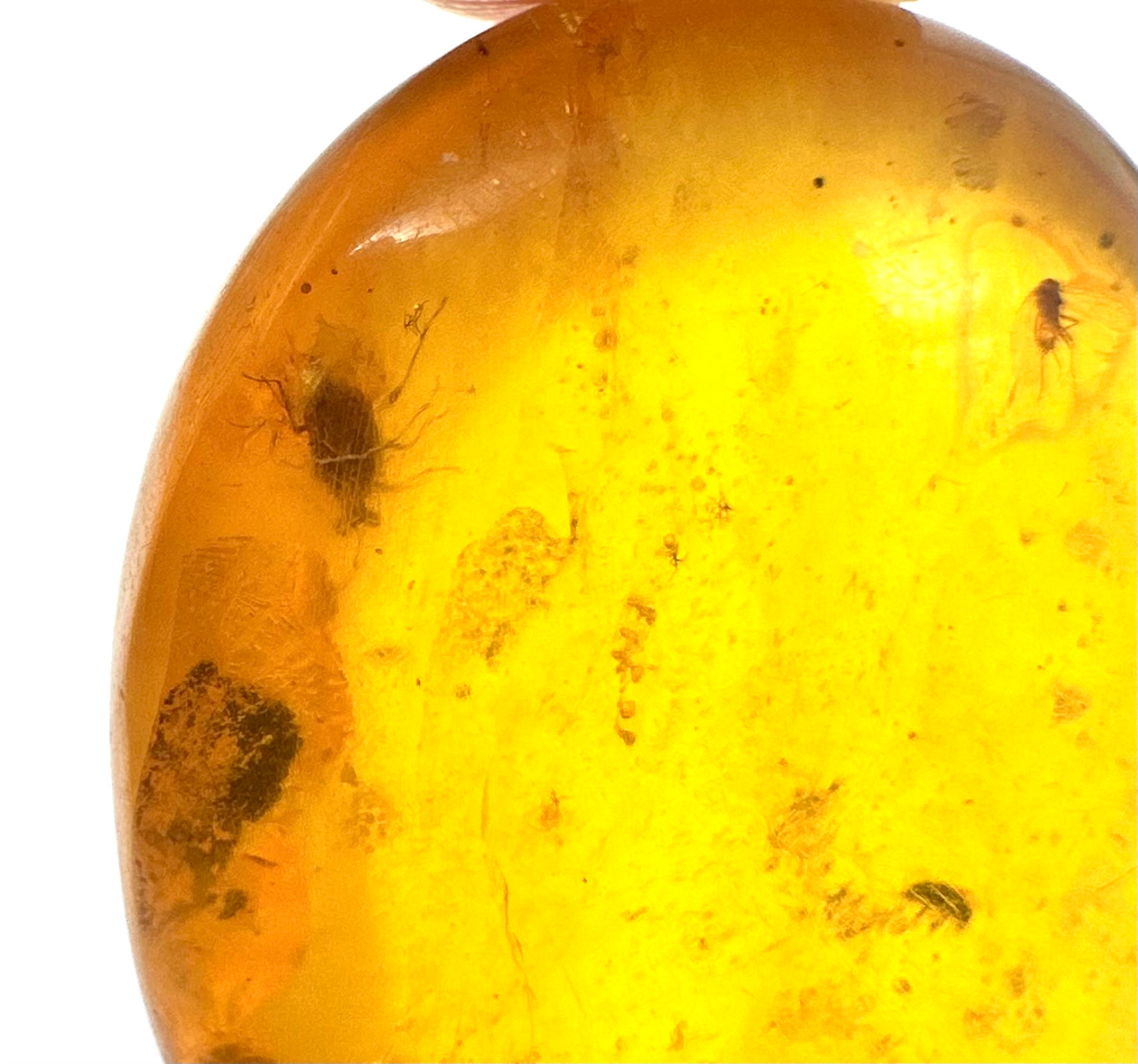 Insect in amber – Hukawng, Myanmar - IJ057