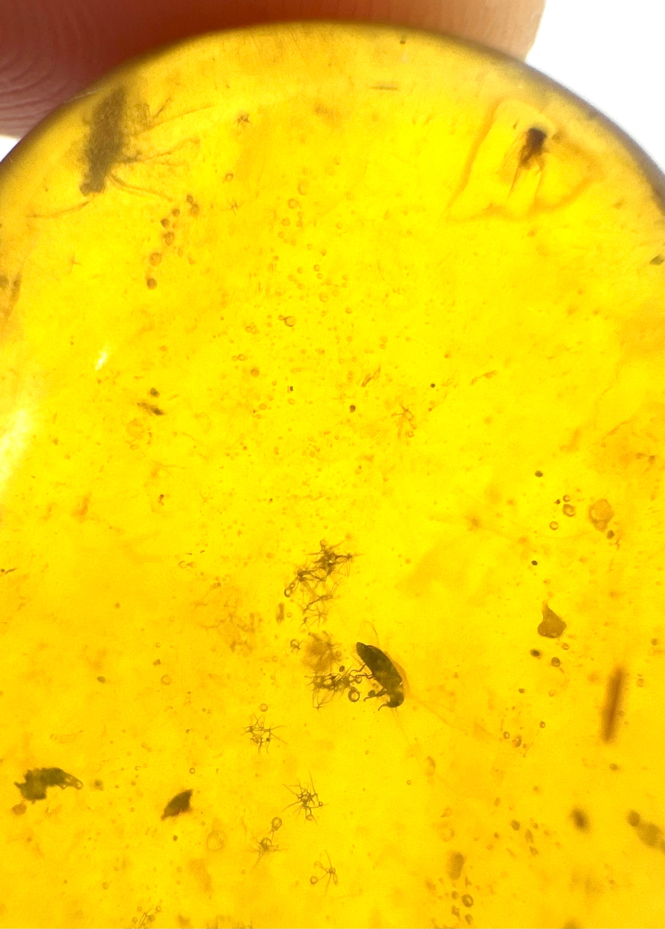 Insect in amber – Hukawng, Myanmar - IJ057